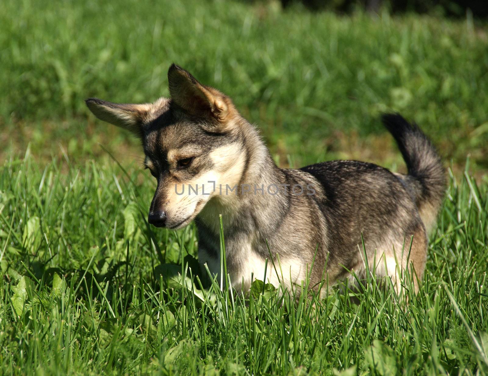 The puppy on a background of a green grass