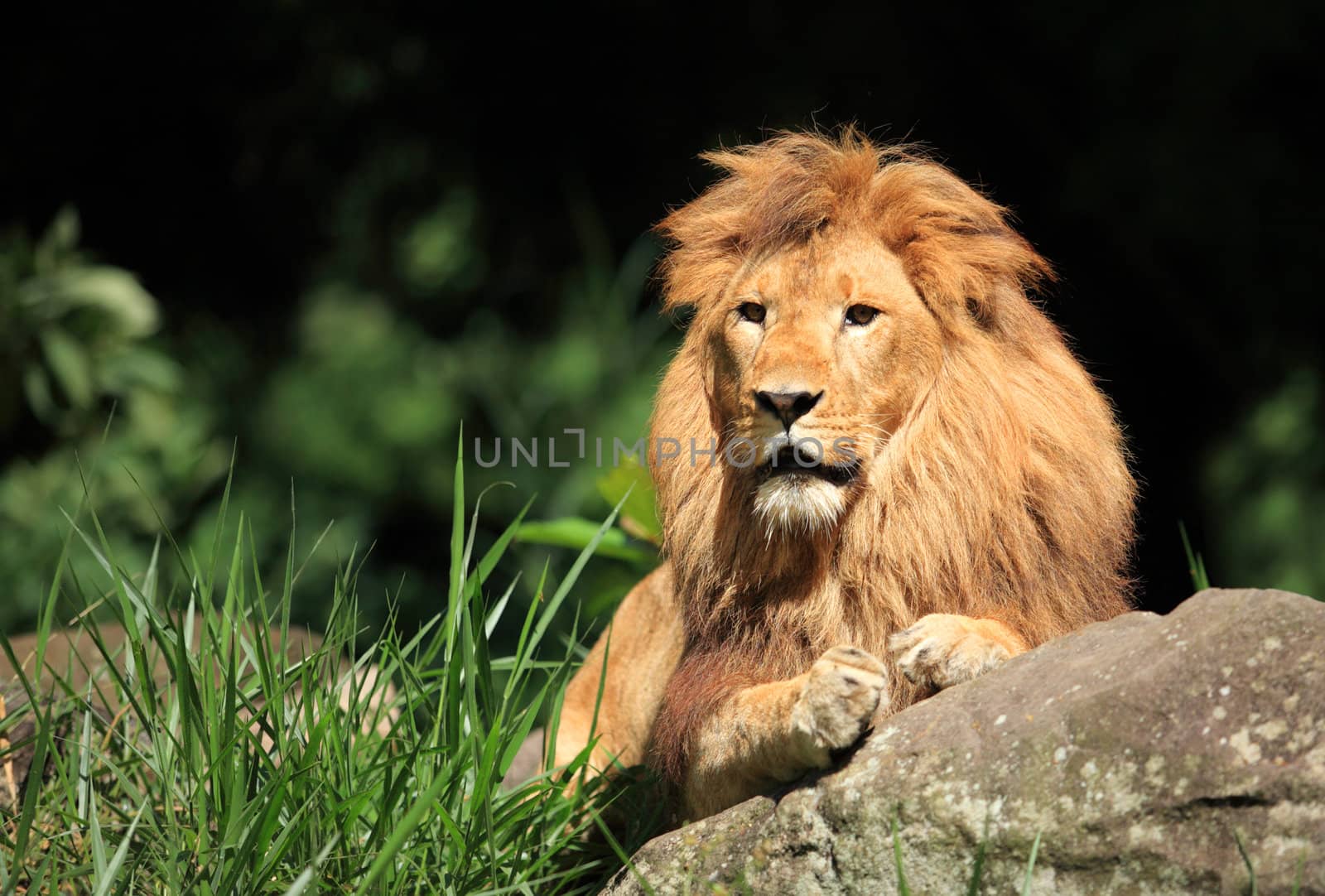 Male Lion in the wild by photosoup