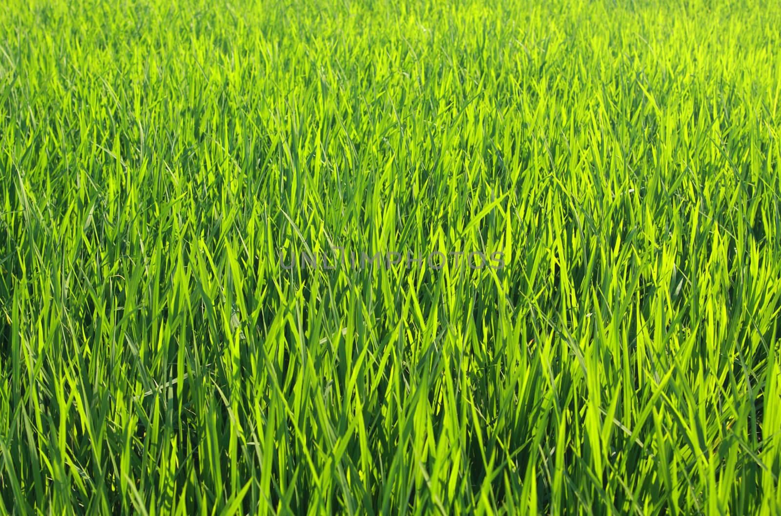 lush green young paddy background