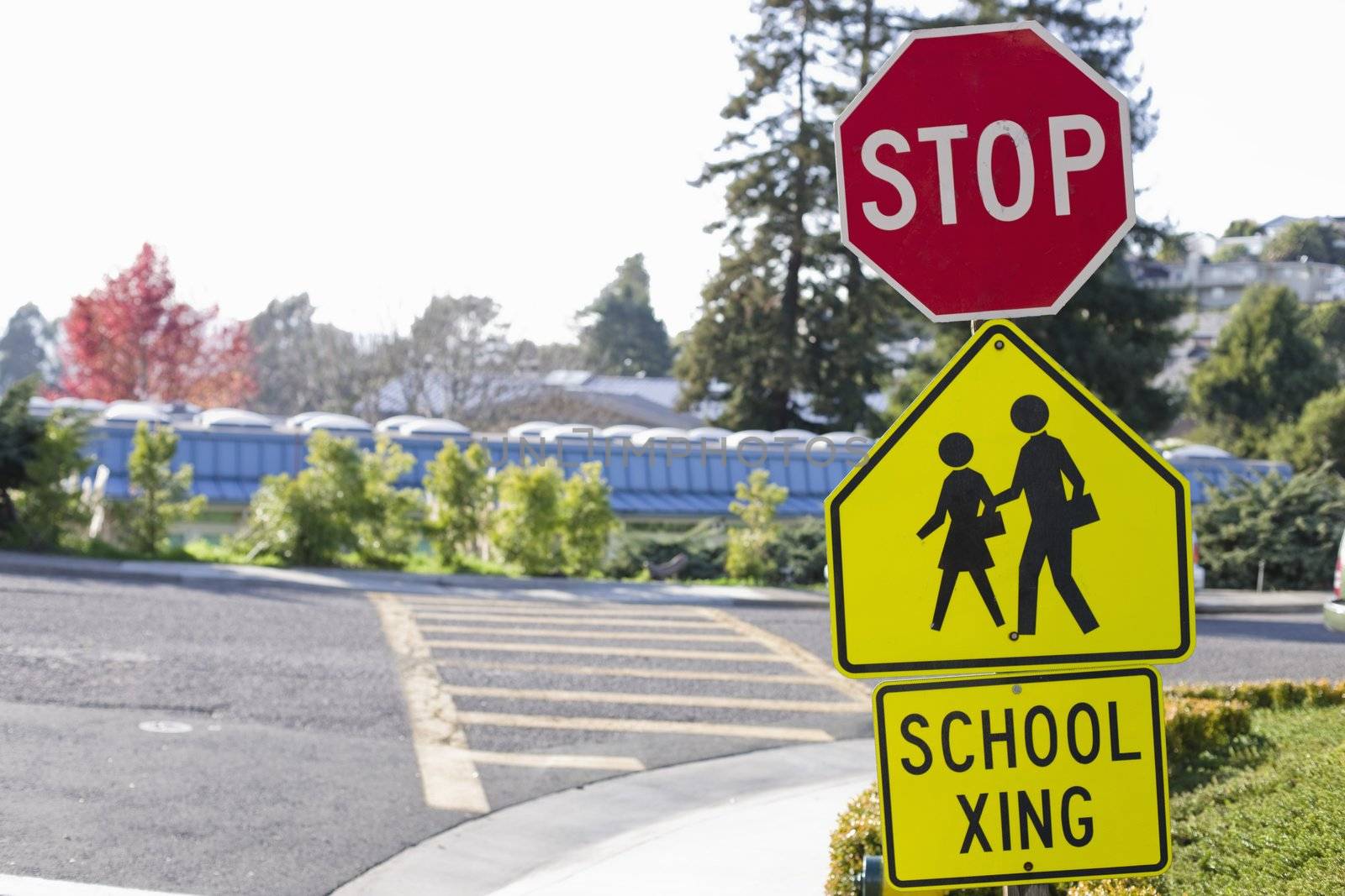 School Crosswalk With Stop Sign and School Xing Signs
