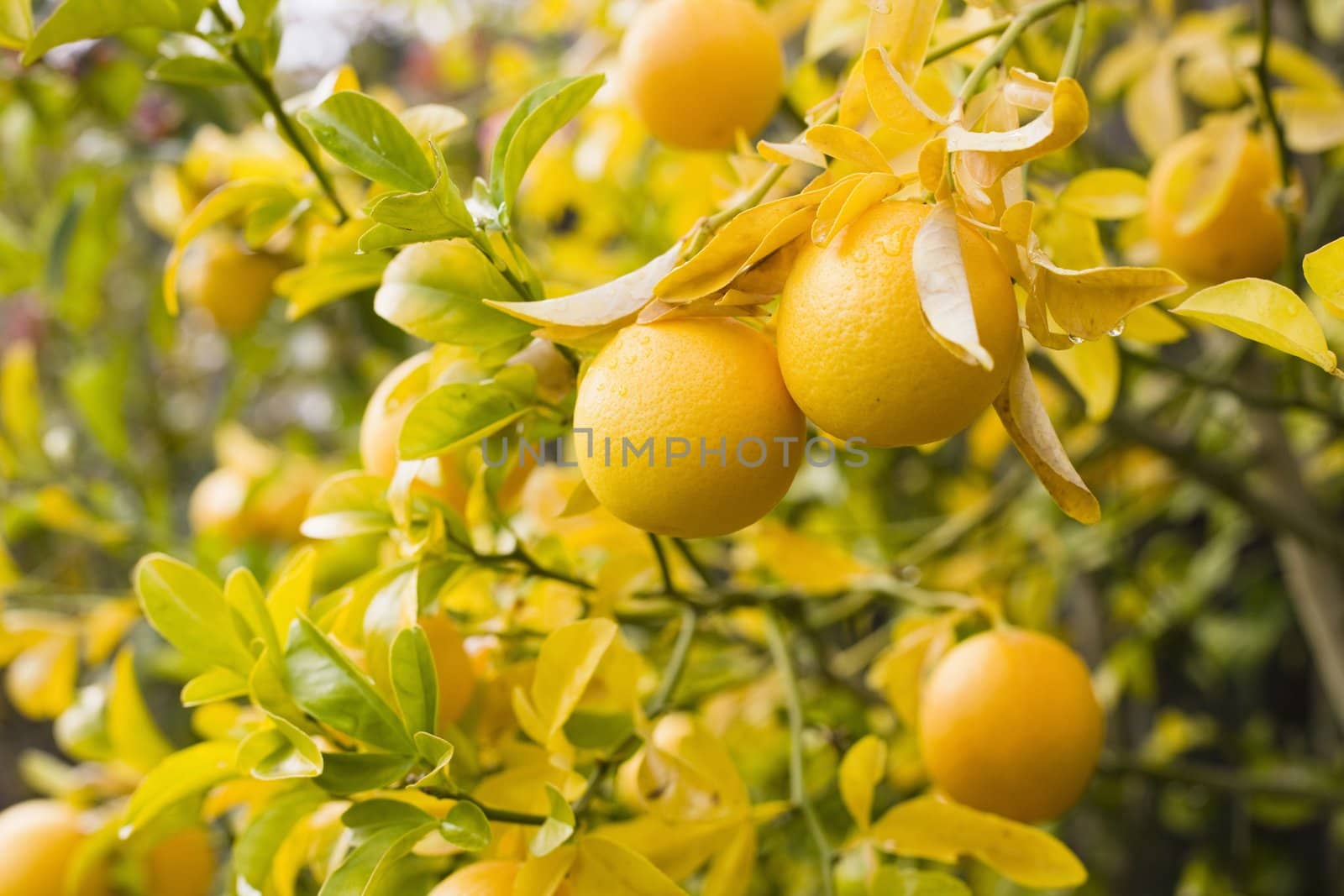 Closeup of Oranges on a Branch with Wet Yellow and Green  Leaves