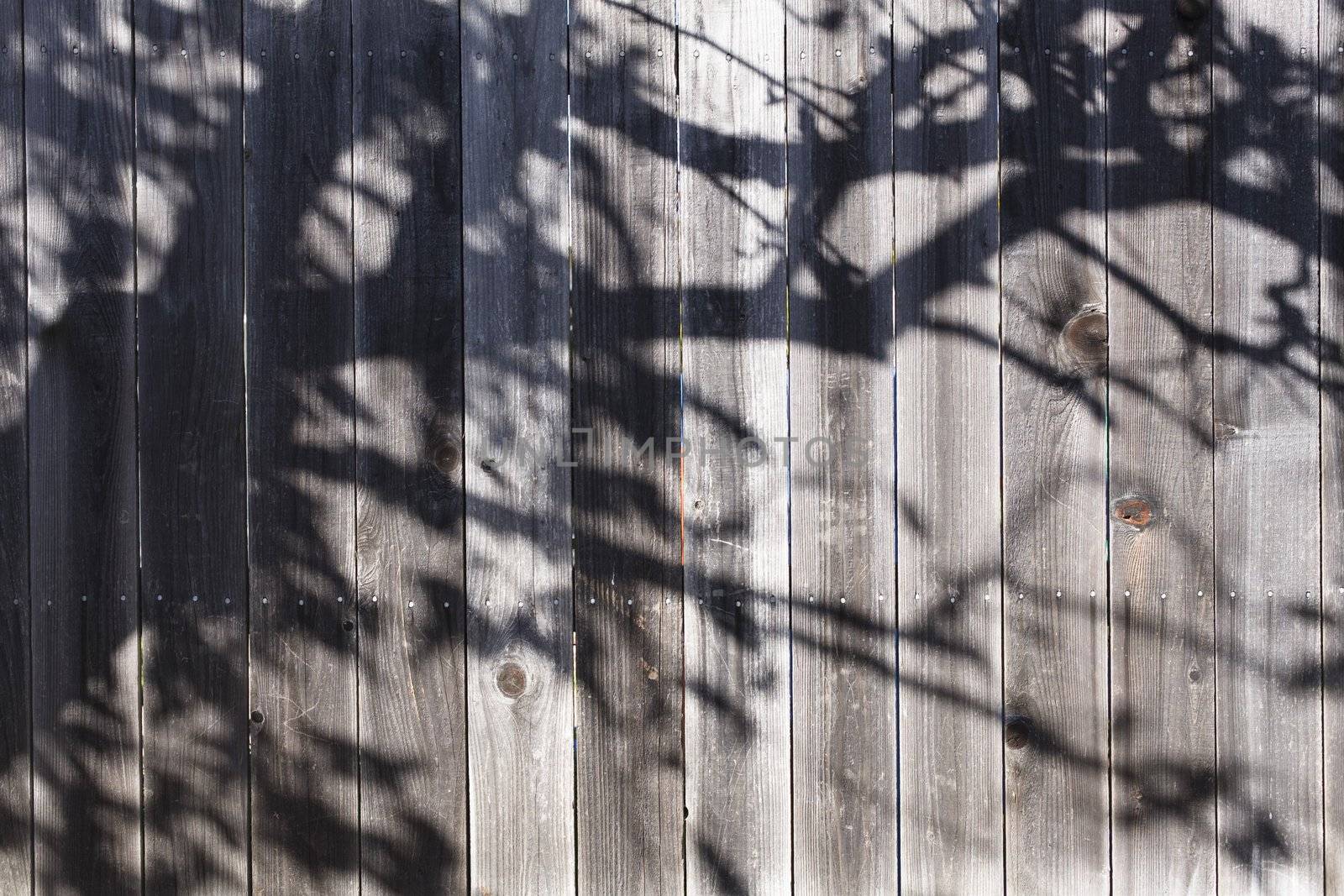 Backyard Wooden Fence With Shadow Across it of Branches With Leaves