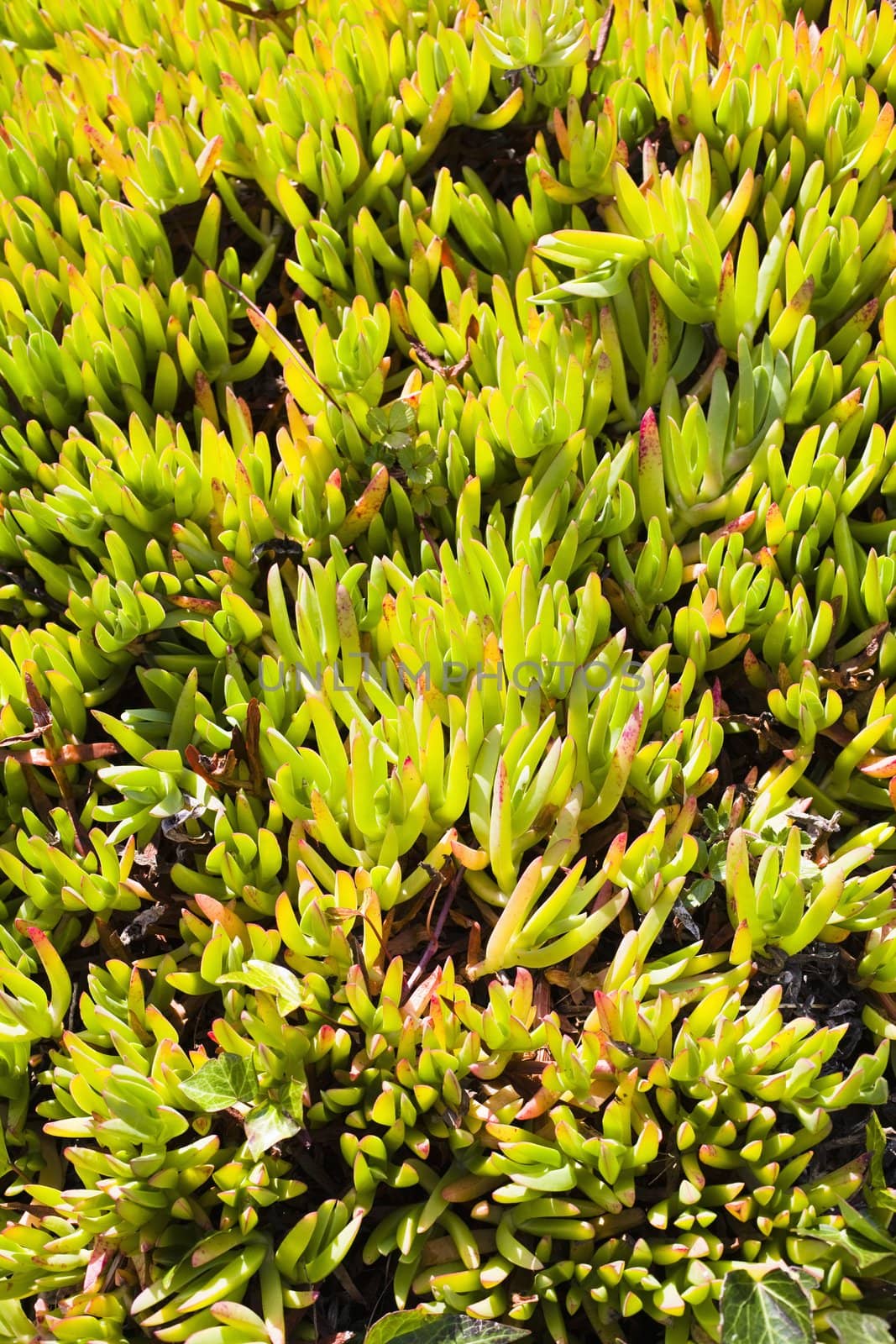 Closeup Detail of a Green Outdoor Plant