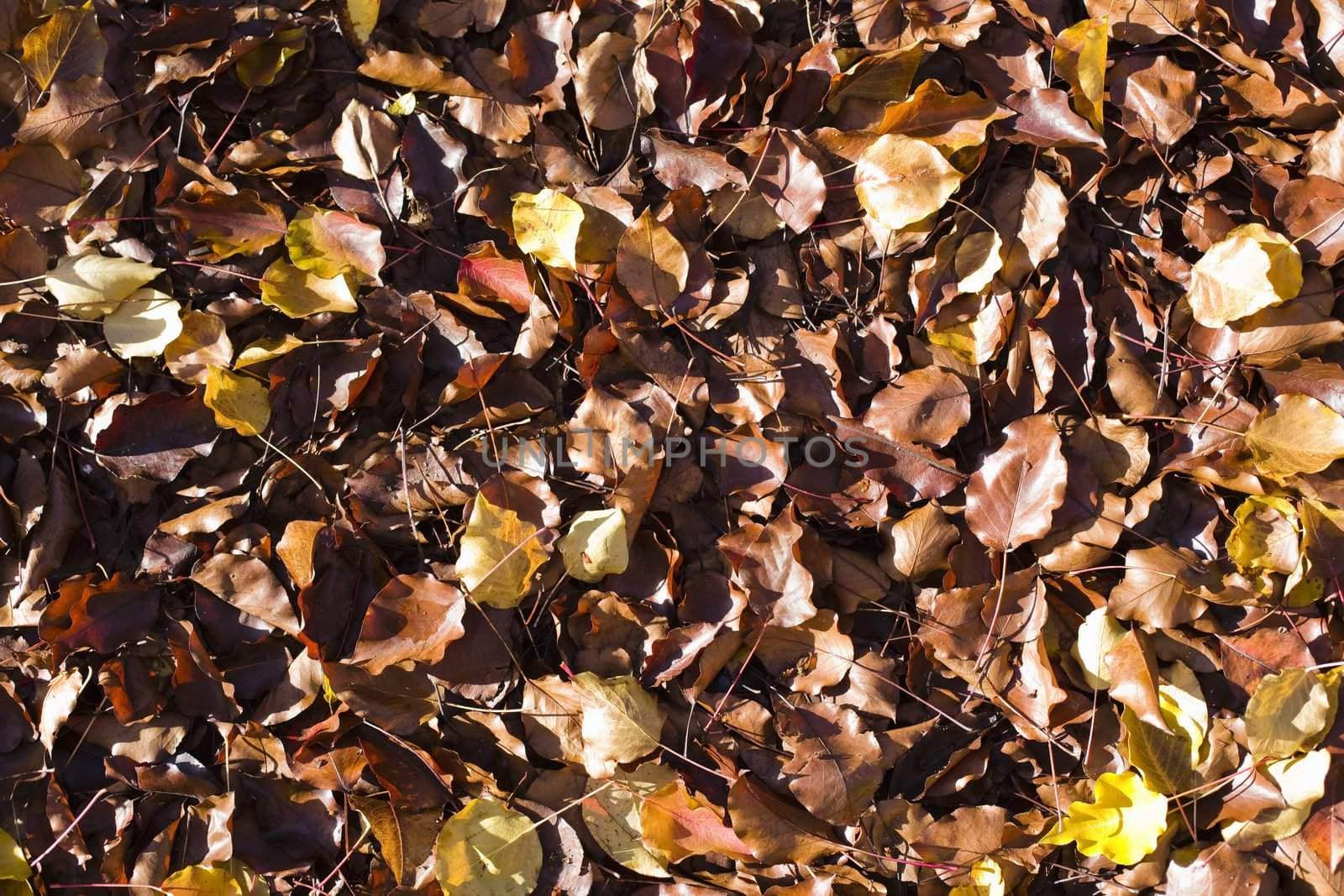 Pile of Brown, Gold, and Yellow Fallen Leaves