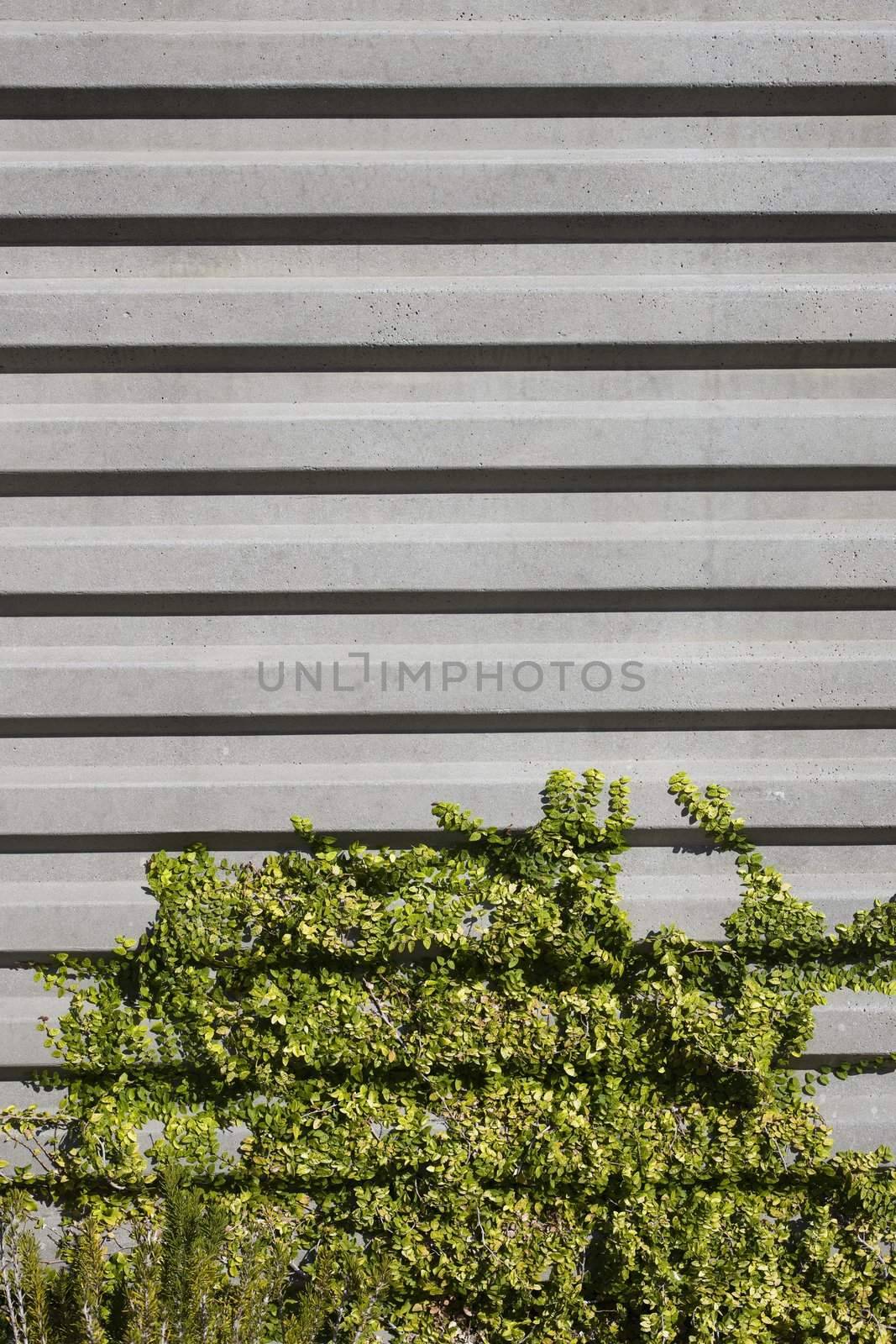 Closeup of Parallel Lines of a Concrete Wall With Vegetation Growing at Bottom