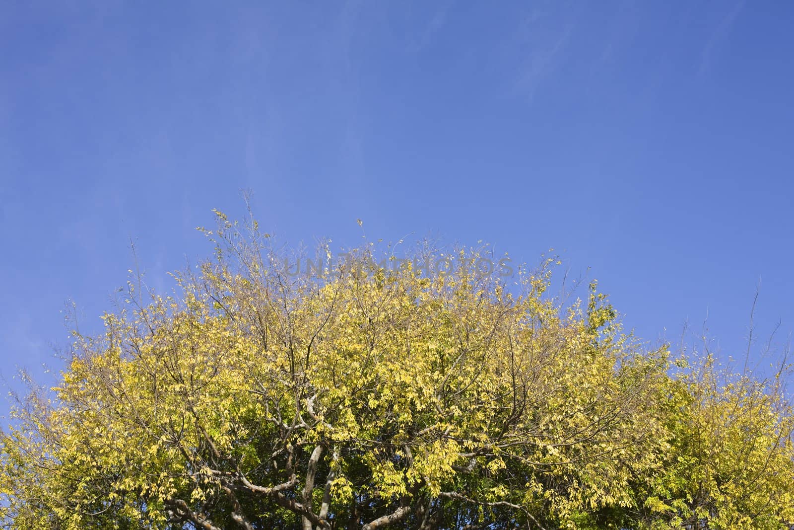 Beautiful Treetop in Front of a Bright Blue Sky