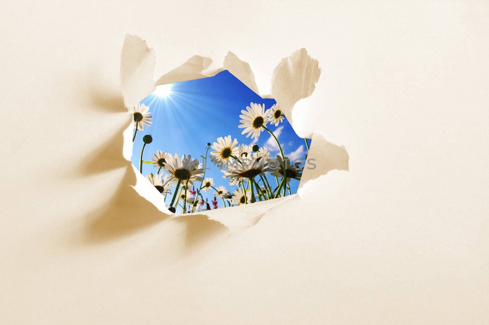 flower behind hole in blank paper showing freedom