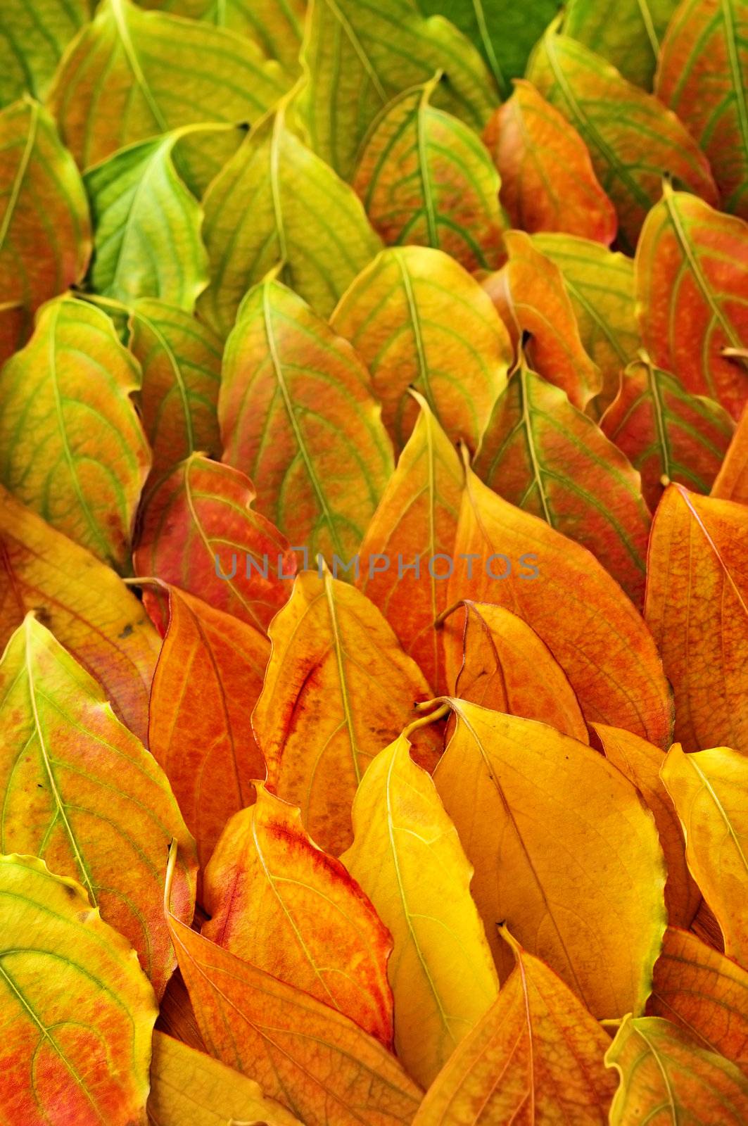 Colorful fall background of arranged autumn leaves