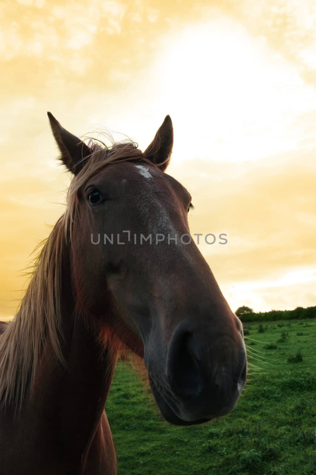 horse portrait in the irish countryside