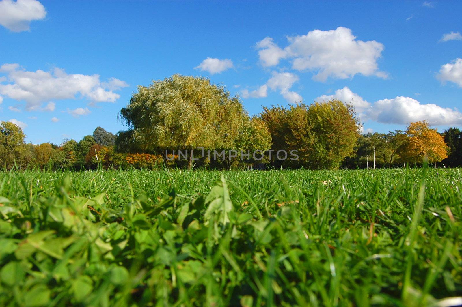 forest and garden under blue sky at fall by gunnar3000