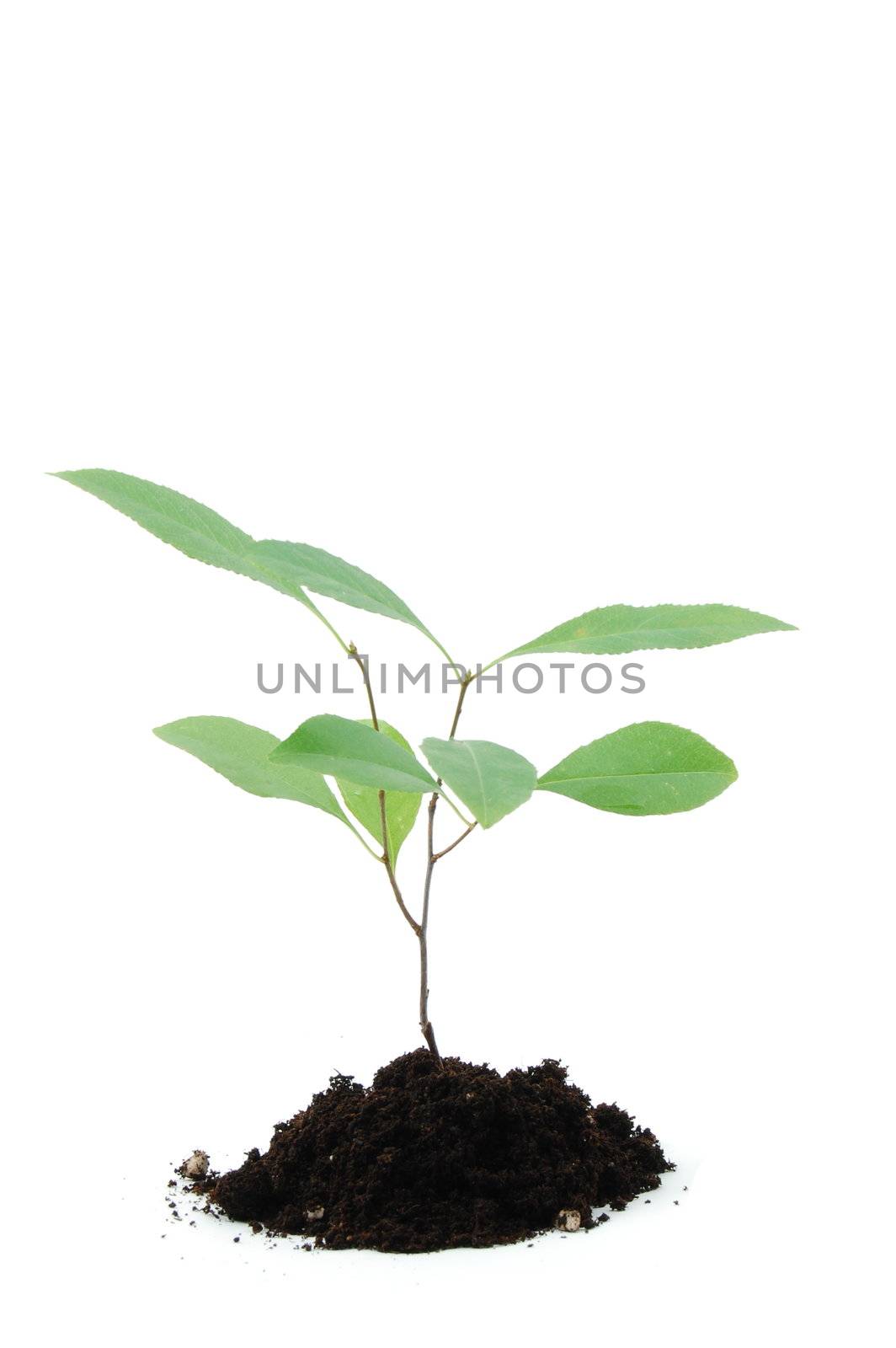 A young plant isolated on a white background