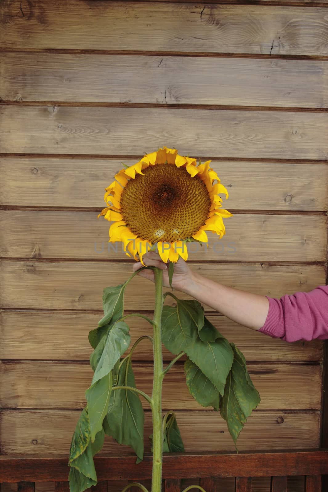 a tall ripe sunflower held up by hand against a wood background