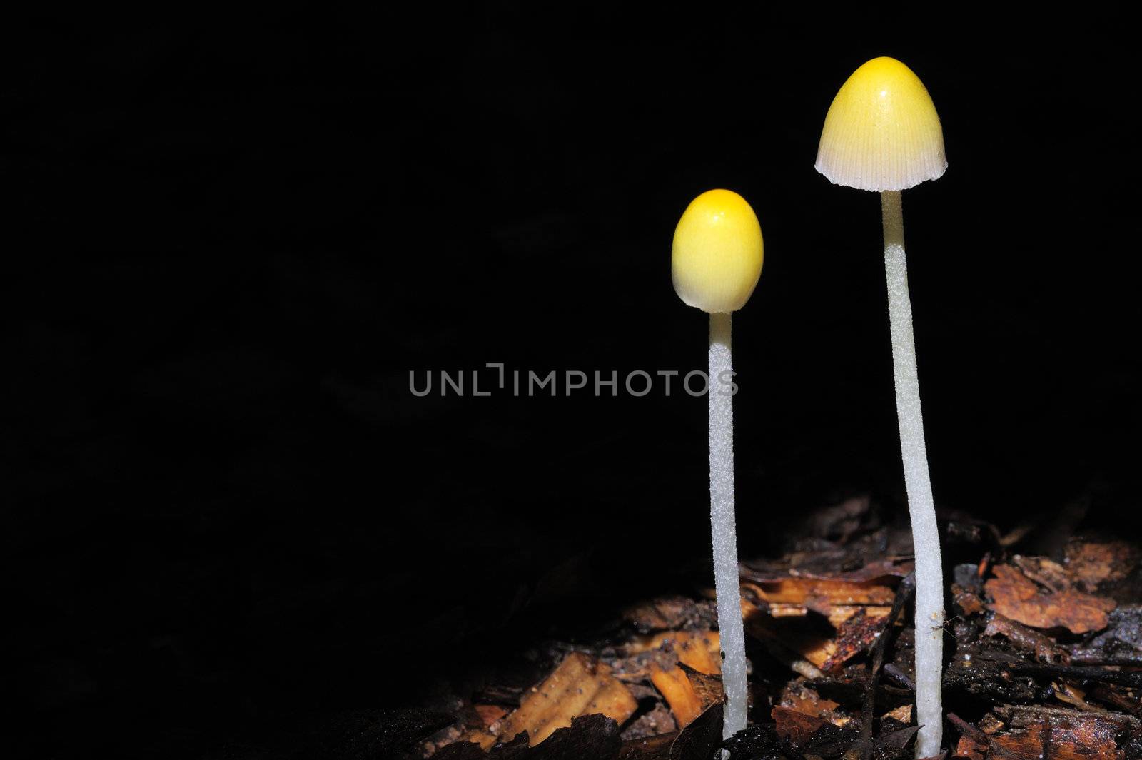 Two small toadstools (unknown species) growing out of dead leaves on the forest floor. Space for text on the black background.