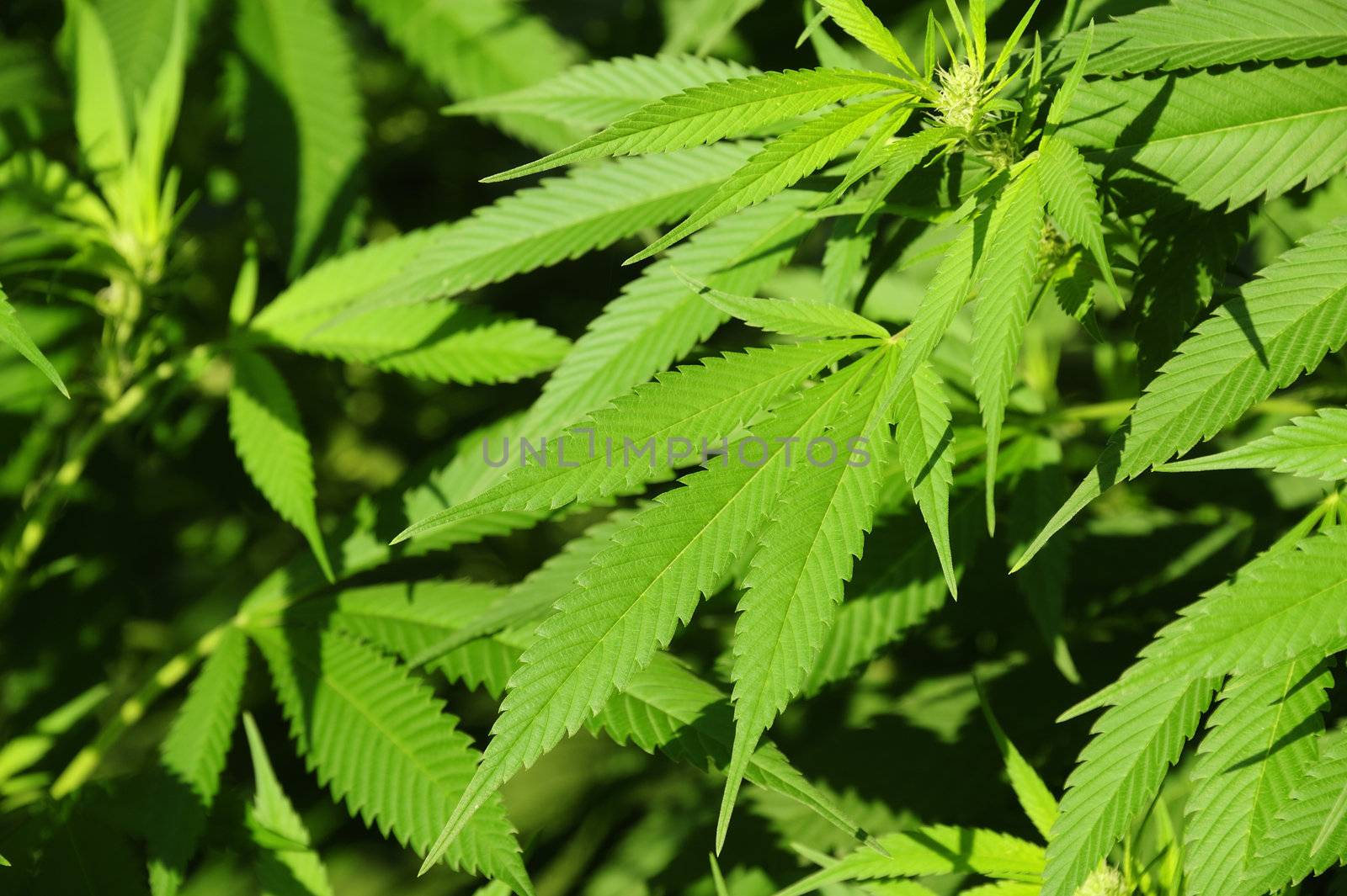 Cannabis, close up by Bateleur