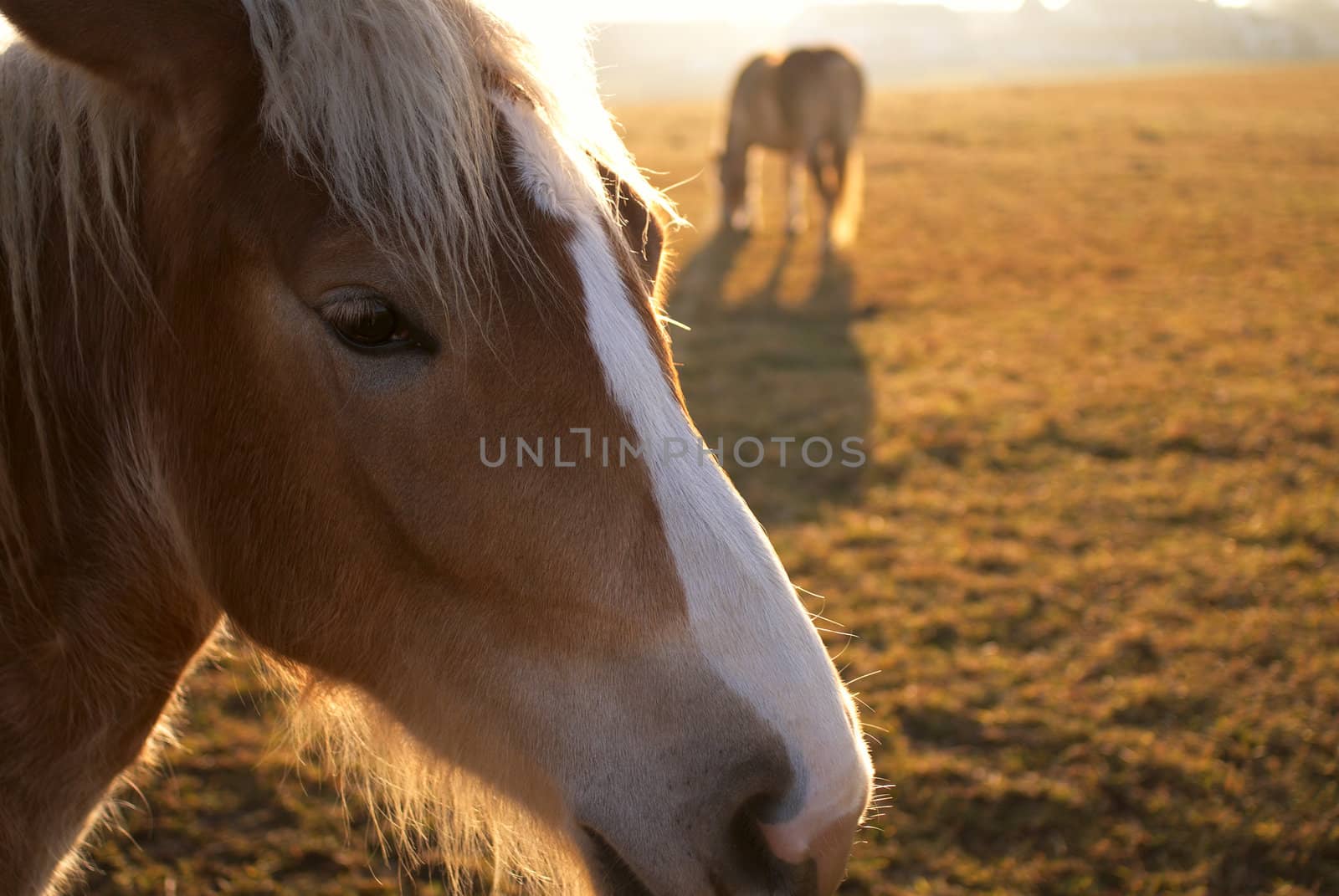 Two horses in the pasture. Close-up