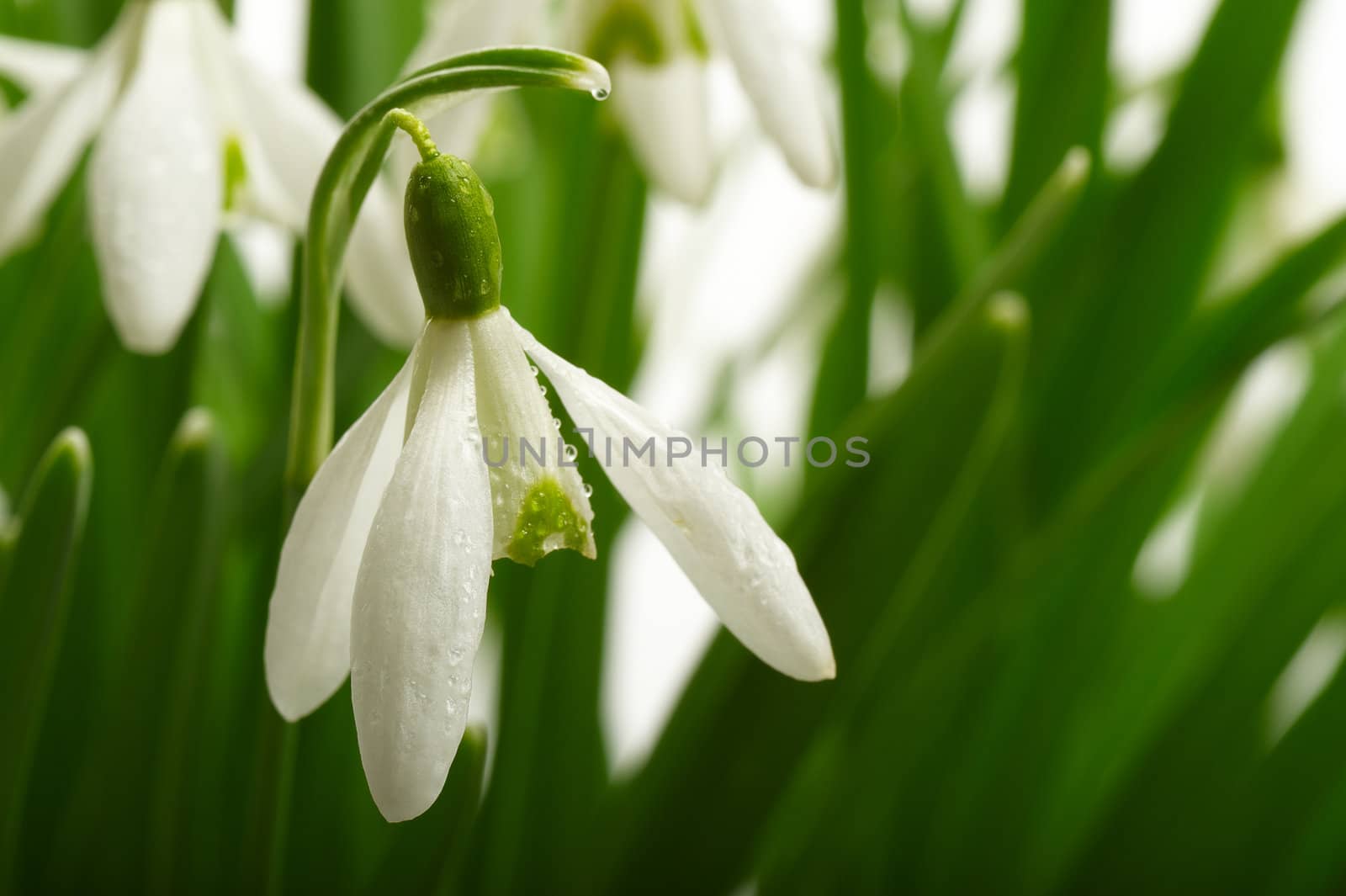 Snowdrop flower (Galanthus nivalis). Macro. 