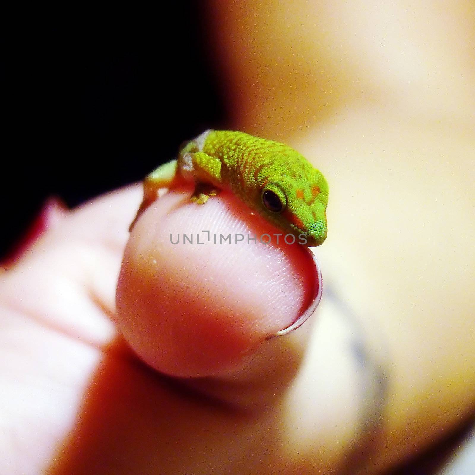 a baby madagascar giant day gecko