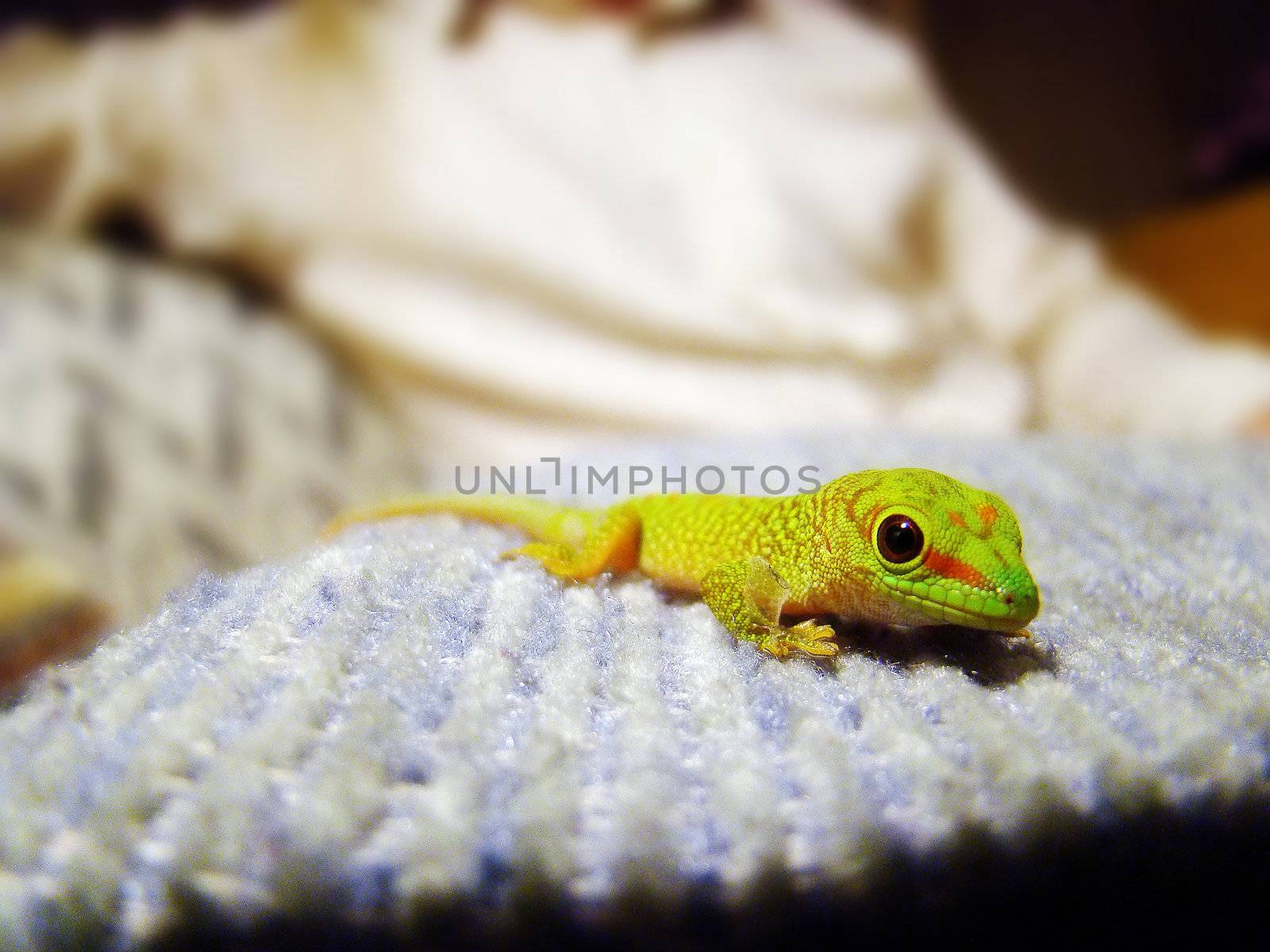 a baby madagascar giant day gecko
