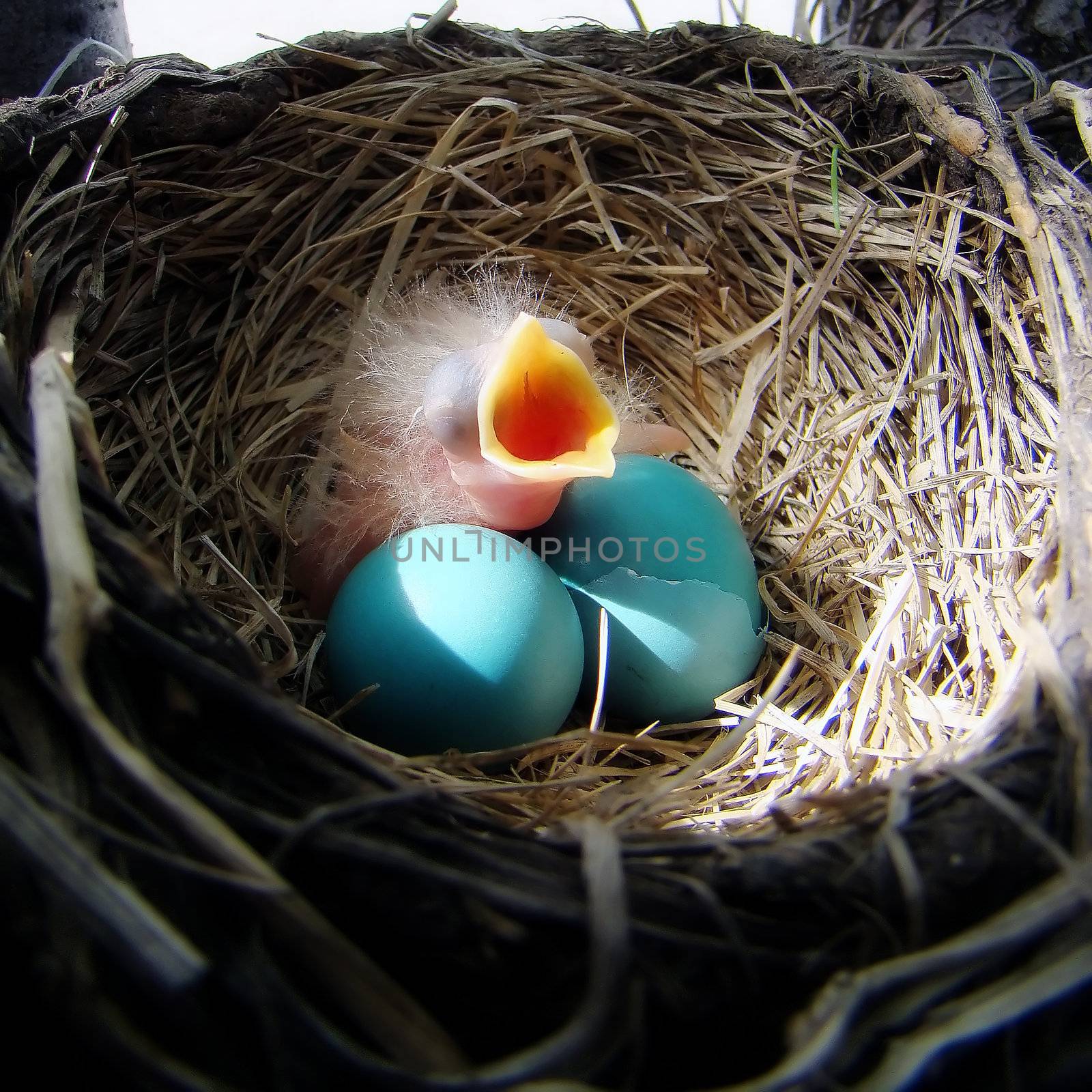 baby robin by amandaols