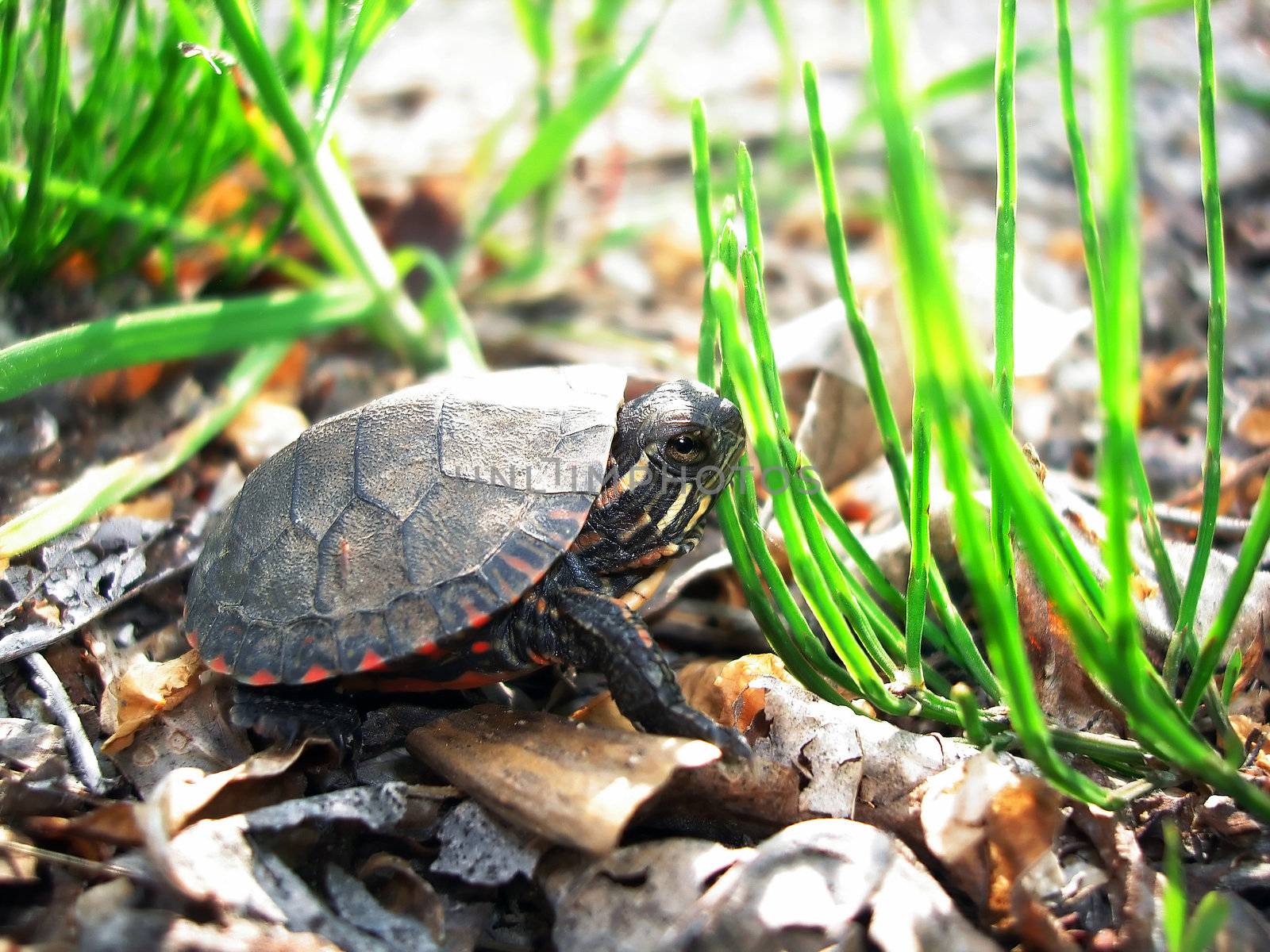 baby turtle by amandaols
