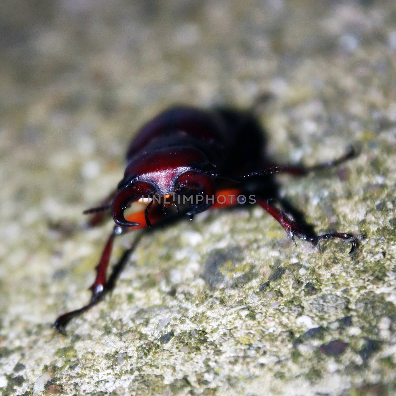 a big shiny beetle hangs out on the sidewalk on a hot summer night