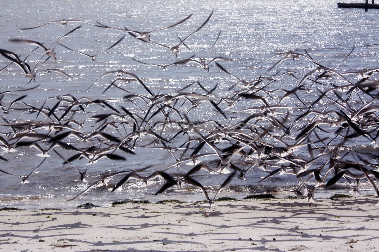 birds flying over the gulf coast in cedar key florida
