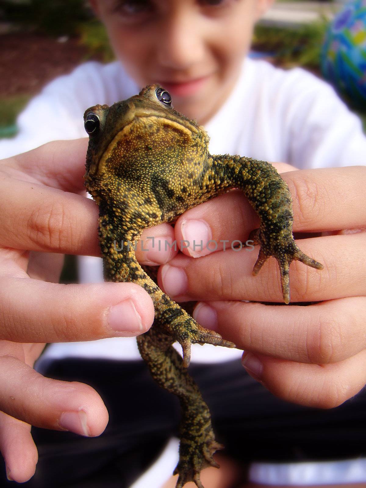 a proud boy has just caught a big fat frog