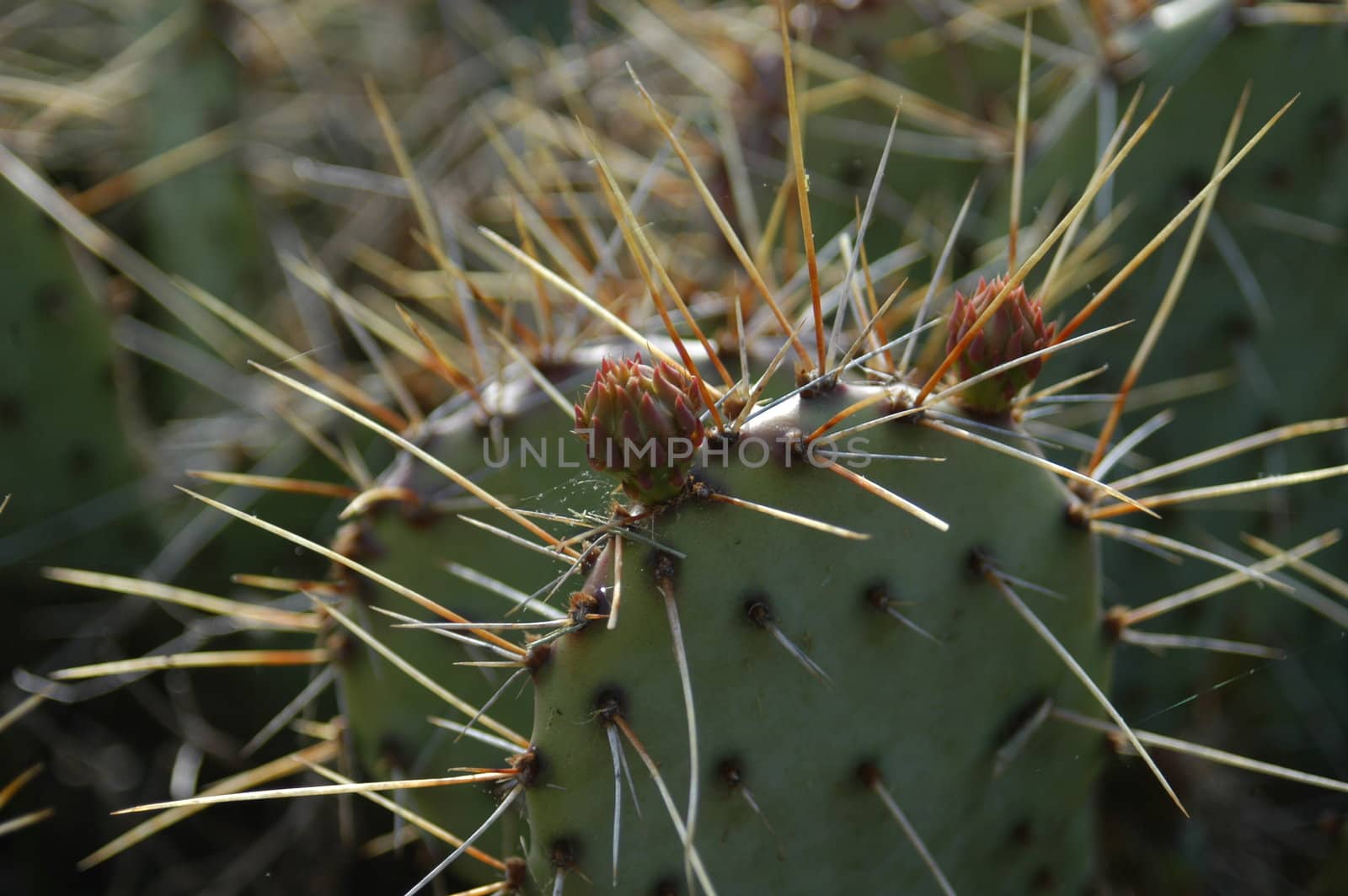 Closeup of view of a prickly cactus