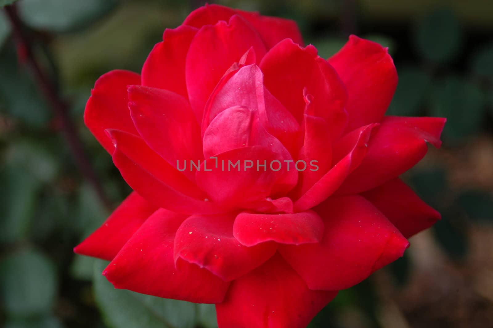 A closeup view of a red rose