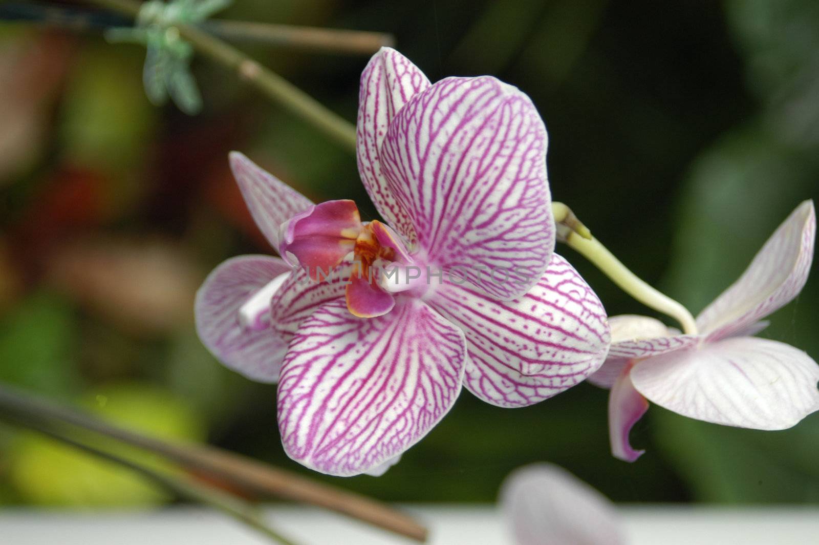 A closeup view of stripes purple orchids in a garden