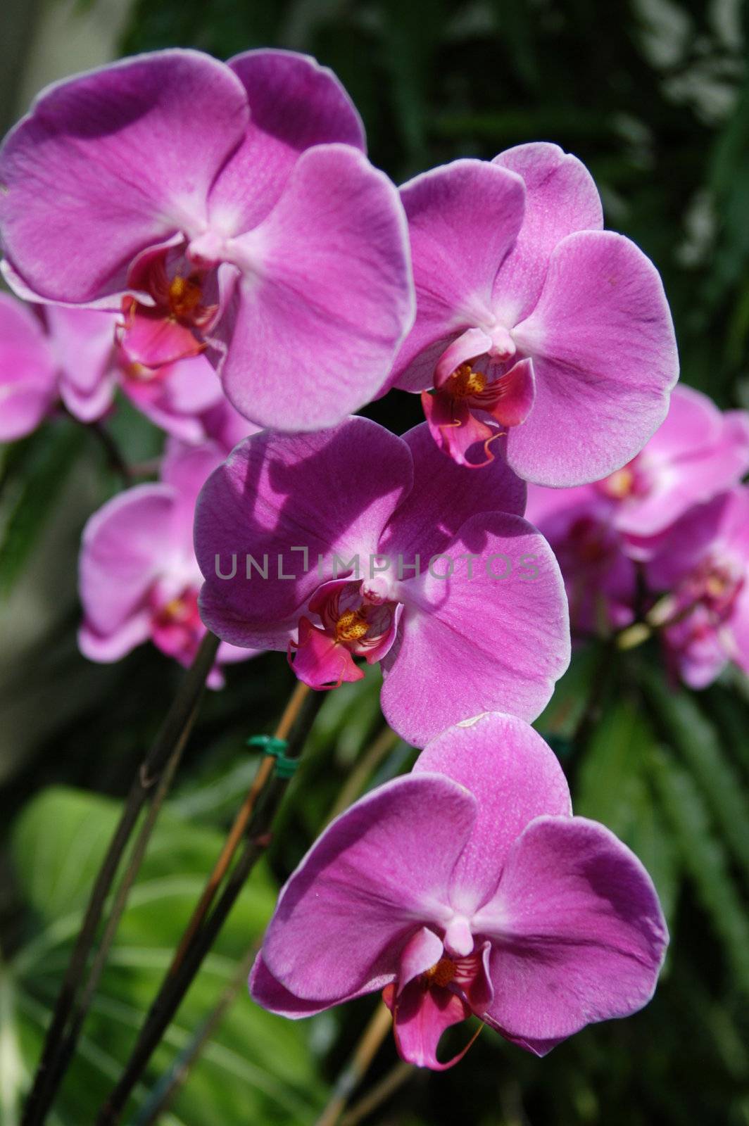 Purple Orchids up close by northwoodsphoto