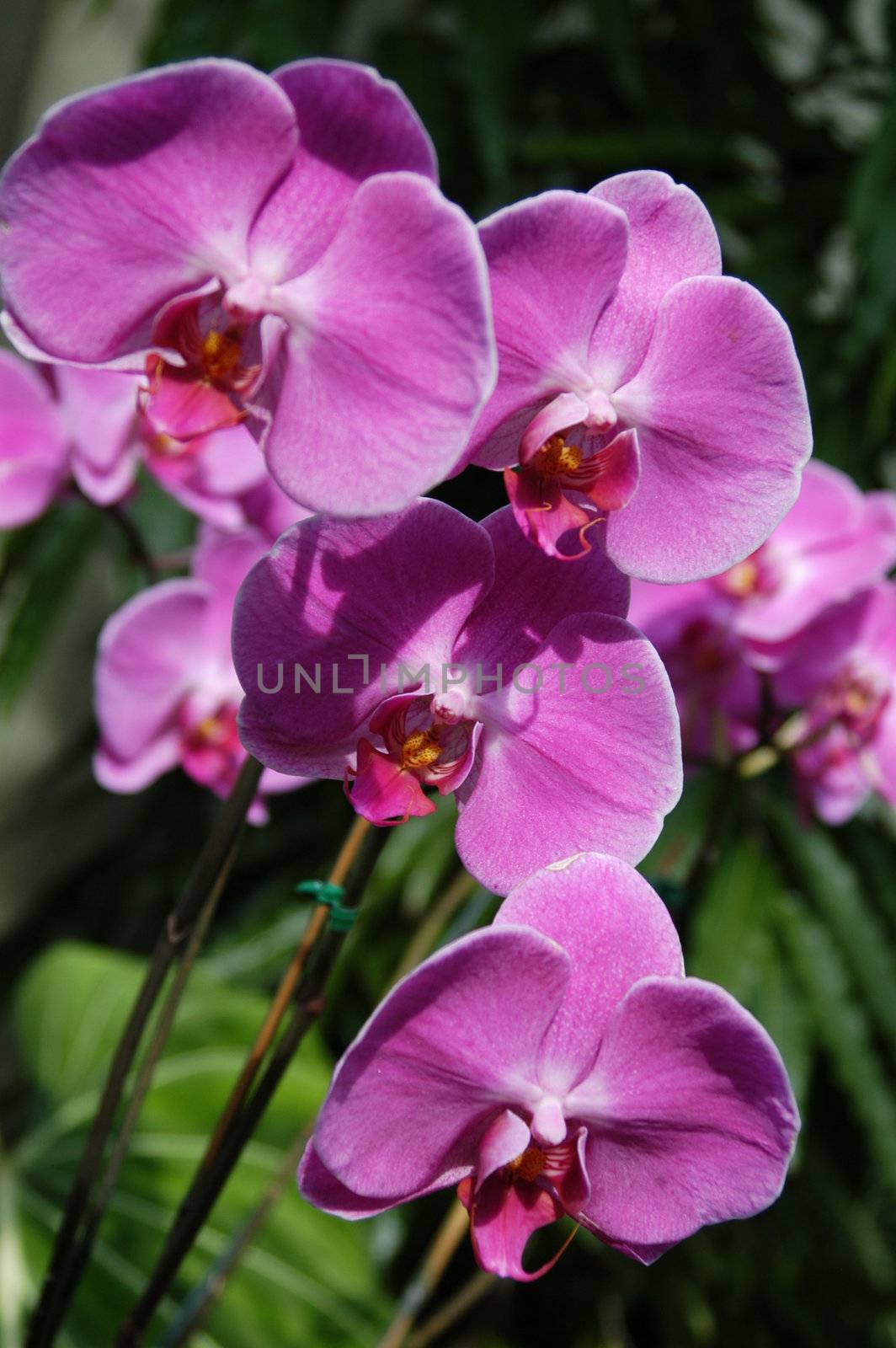 A closeup view of purple orchids in a garden