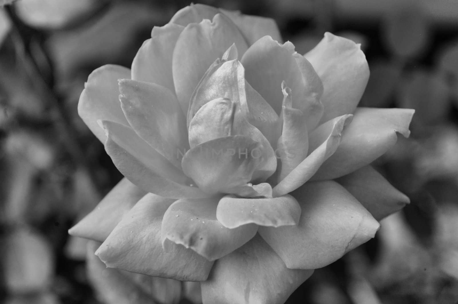 A closeup view of a red rose seen in black and white