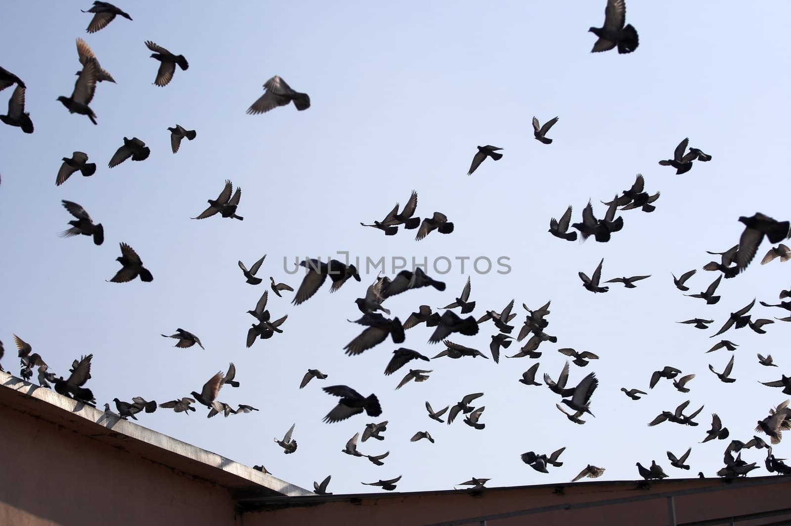 Flying birds by alexkosev