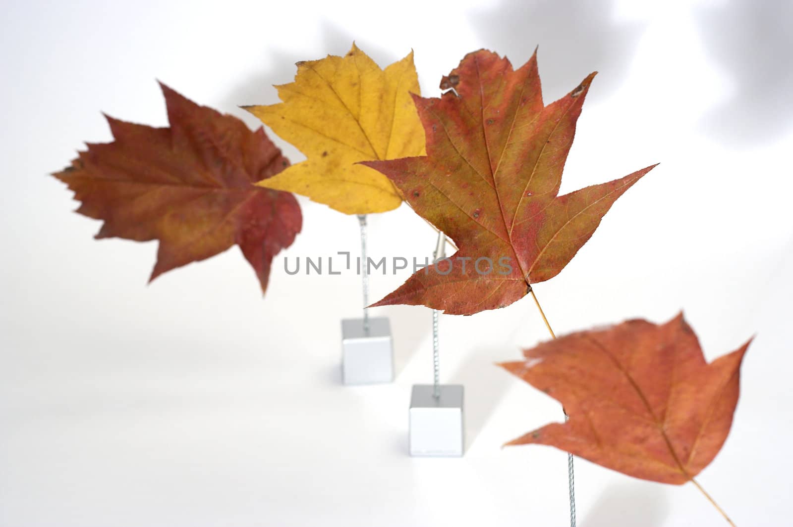 autumn leaves close up over white