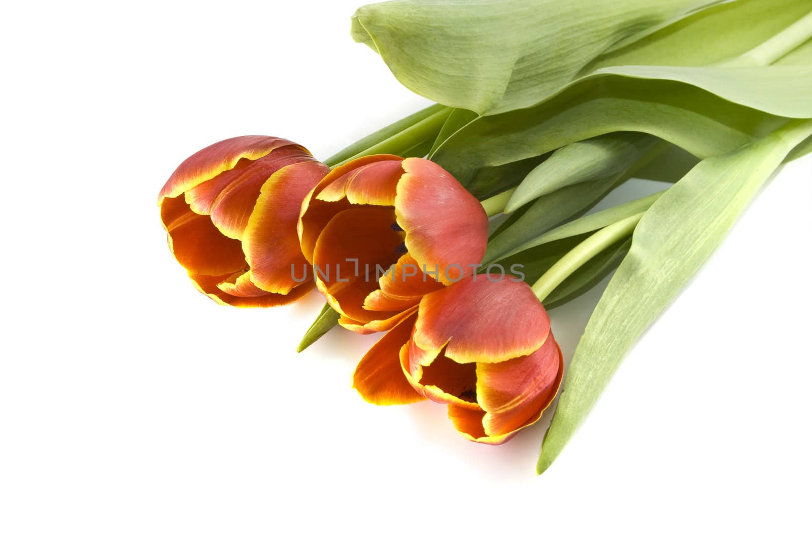 Tulips by Dan70