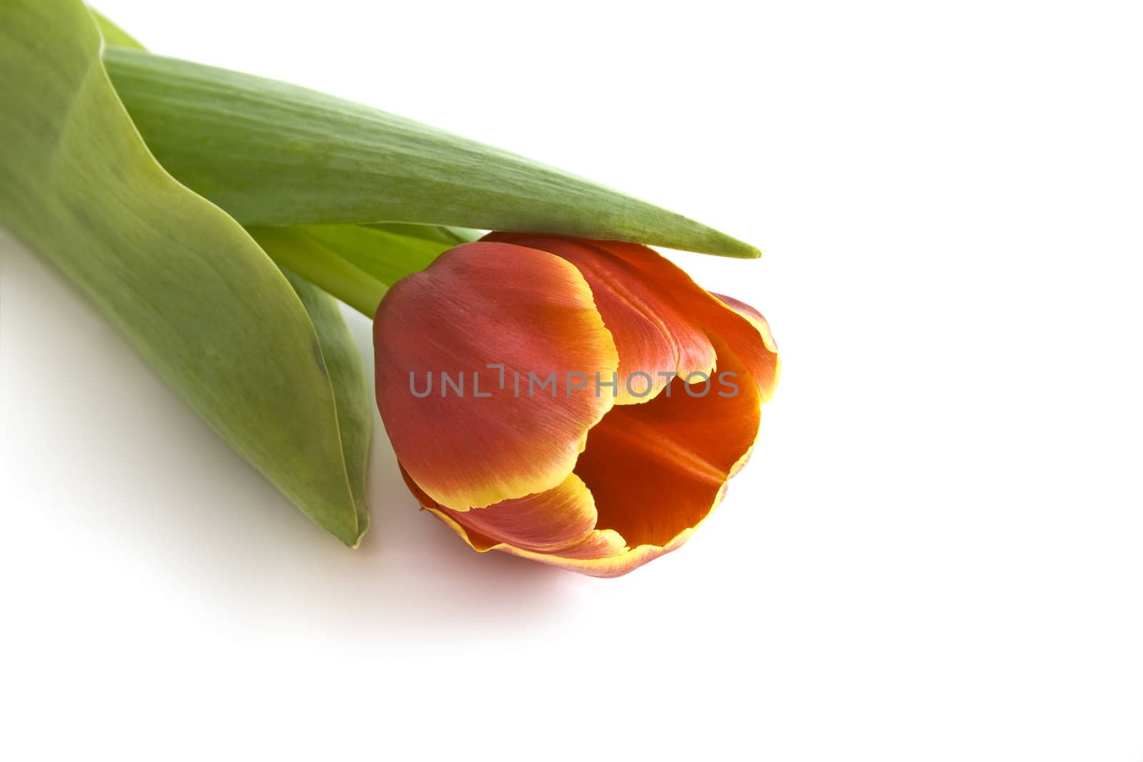 Red tulip on a white background with copy space