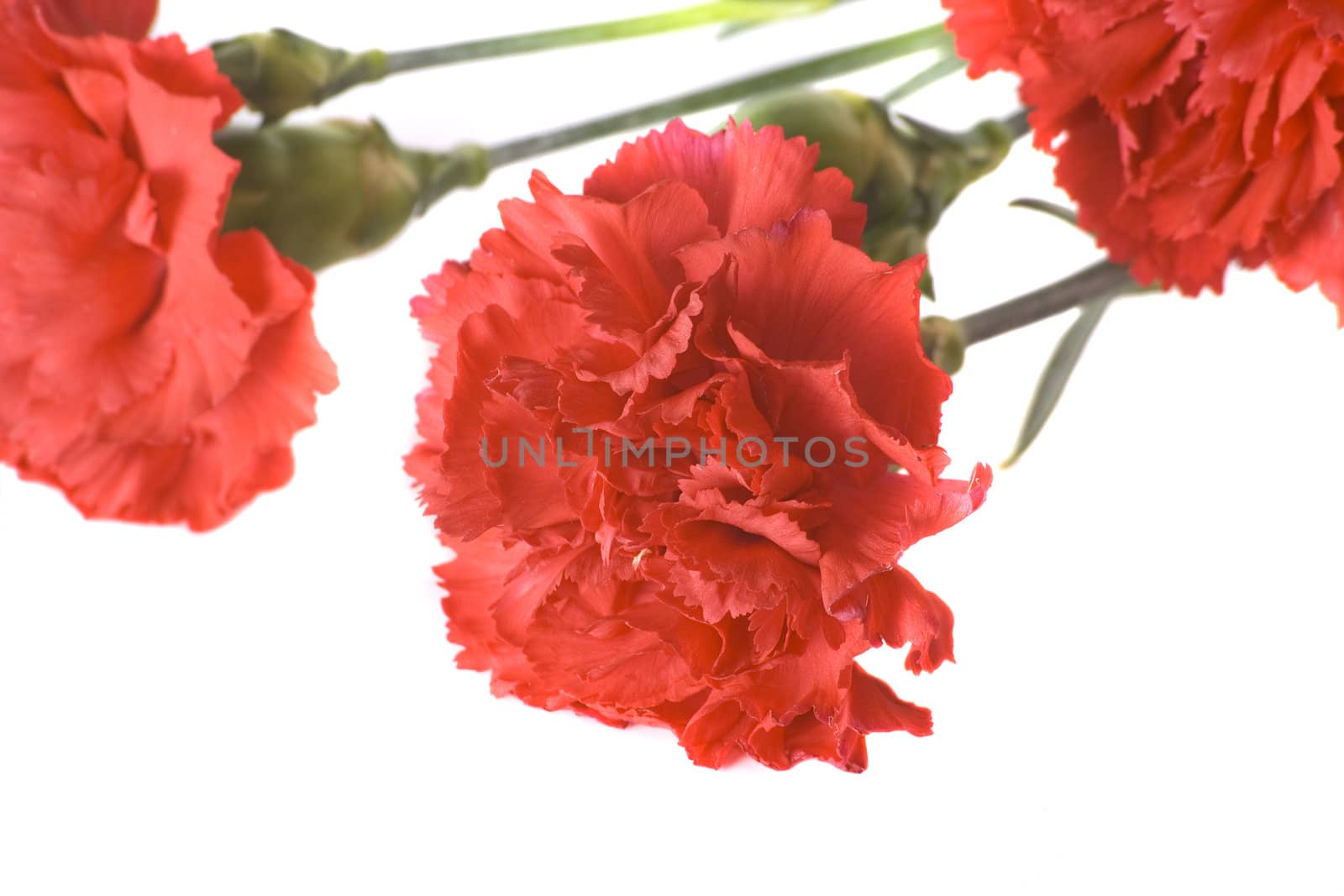 Red carnations by Dan70
