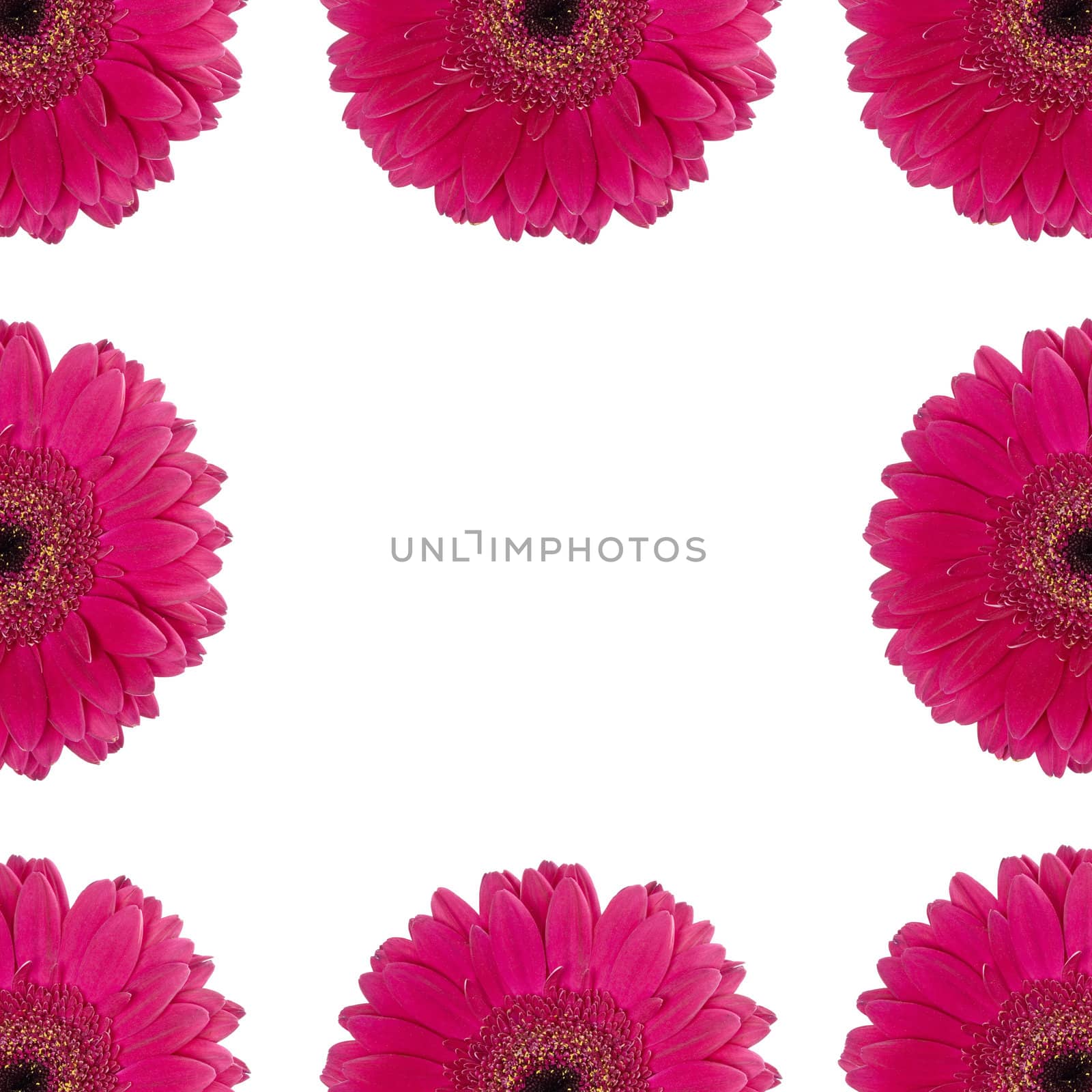 Red gerberas on a white background with copy space