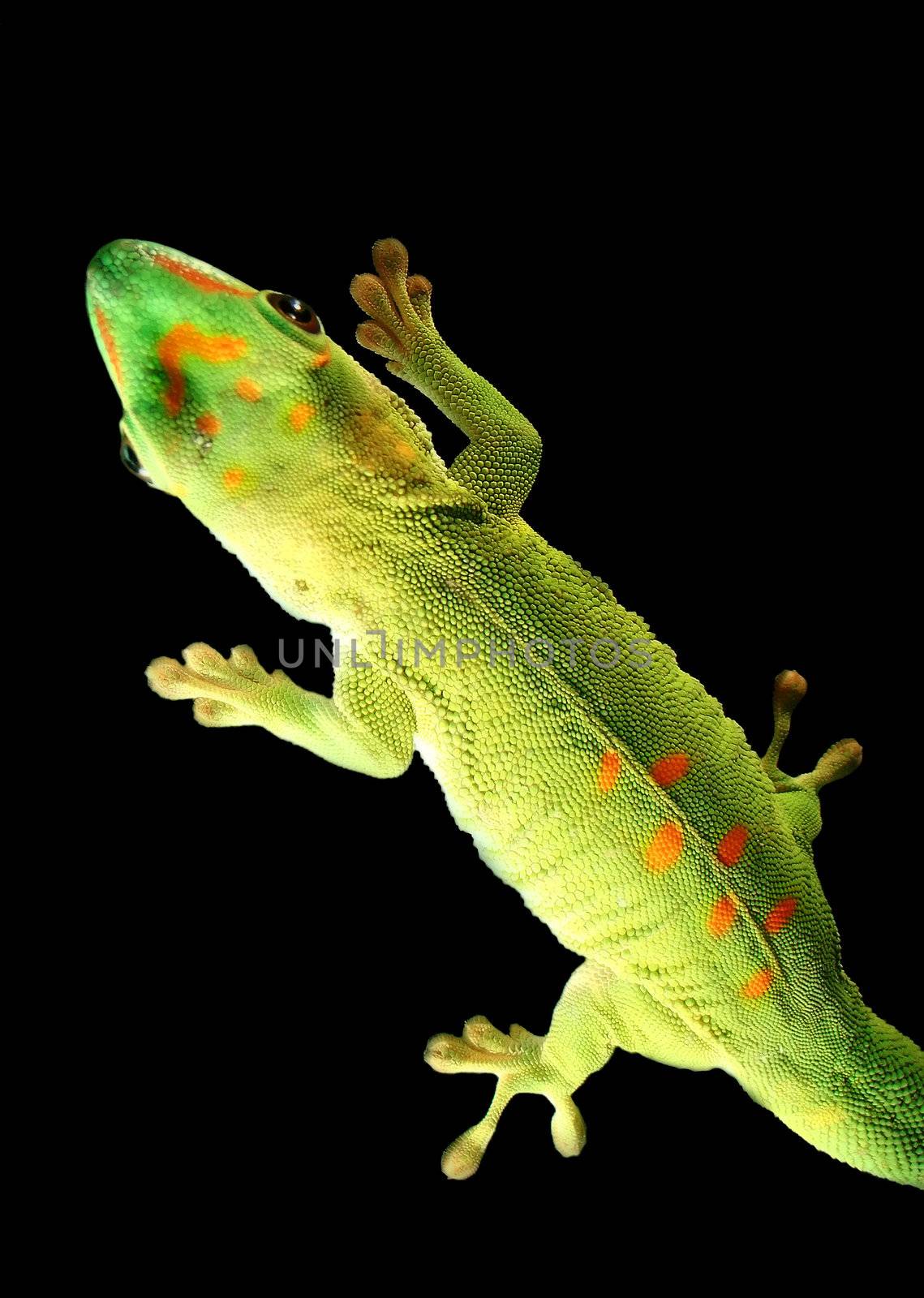 madagascar giant day gecko by amandaols