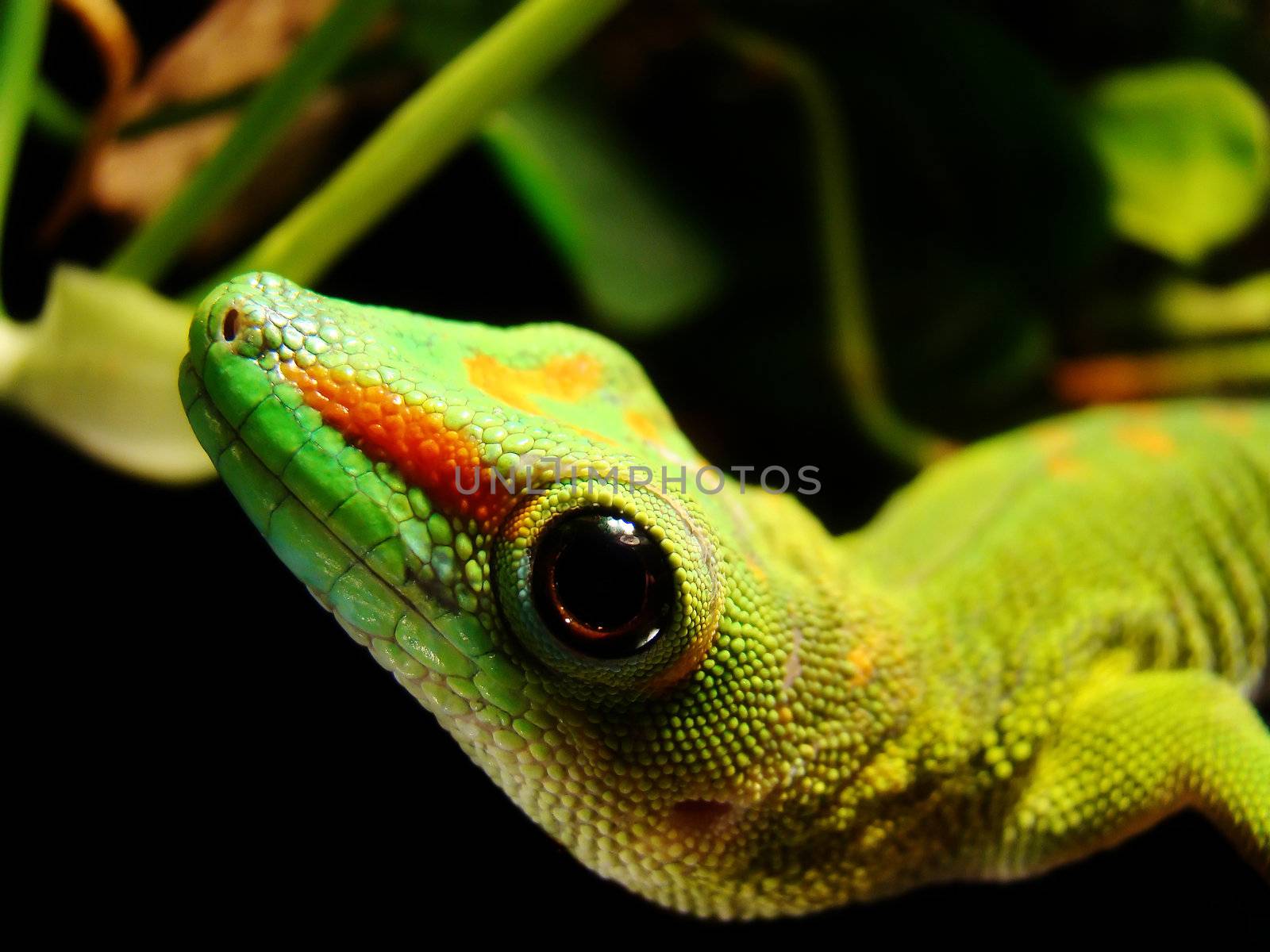 madagascar giant day gecko hangs out in his tank