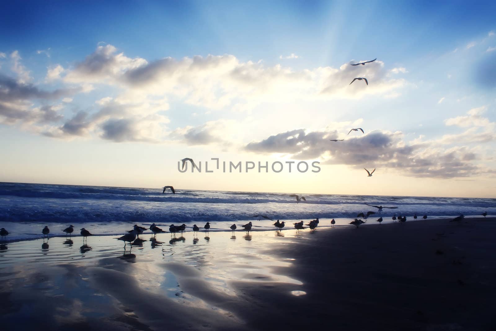 dayton beach sunrise by amandaols