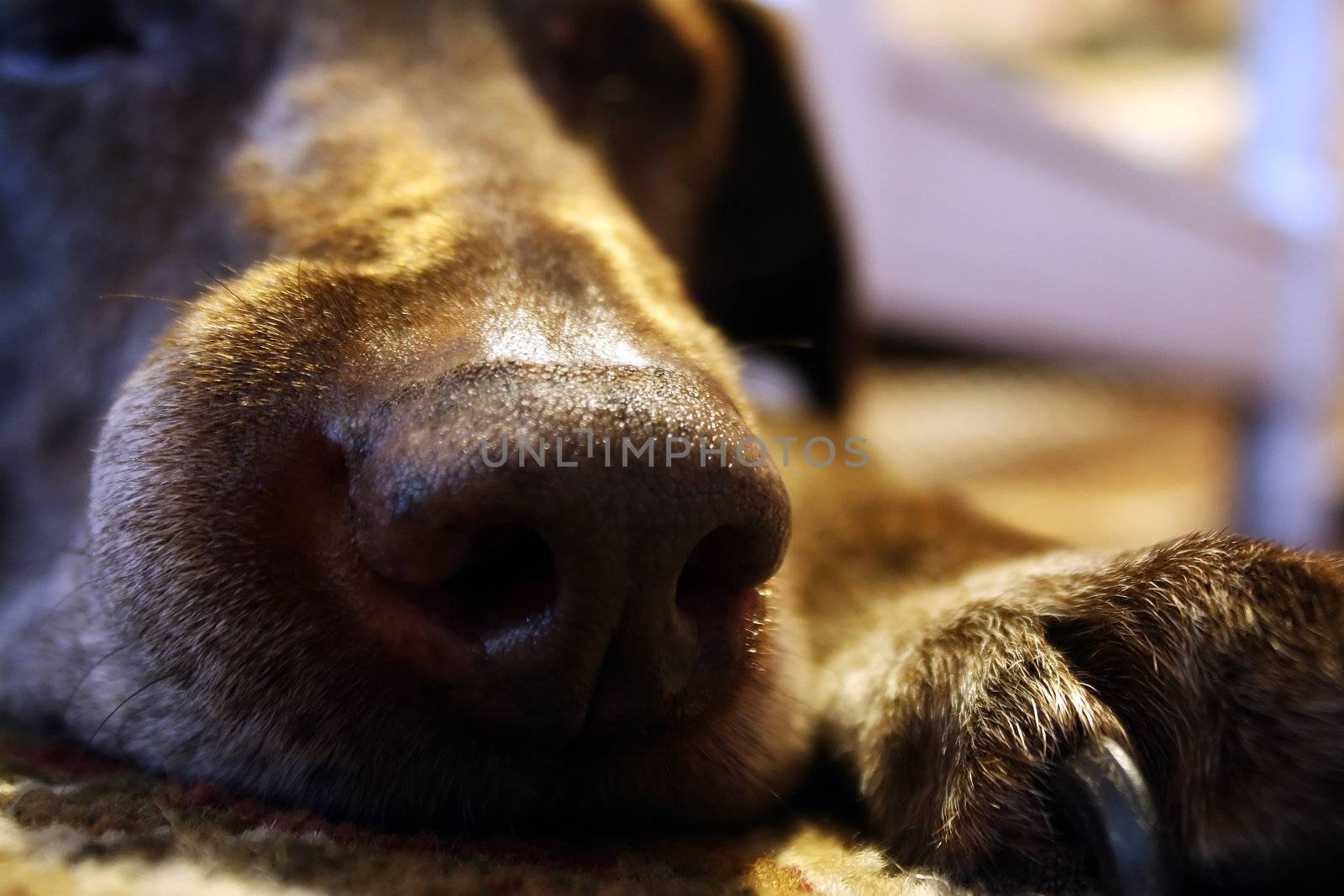 dog nose by amandaols