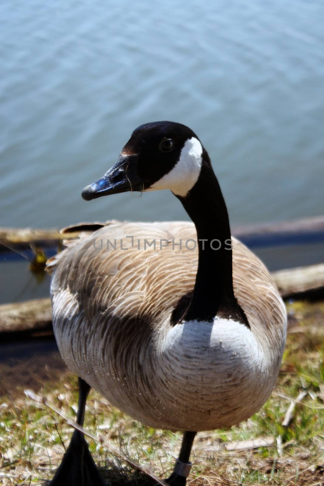 a canadian goose hangs out next to a lake