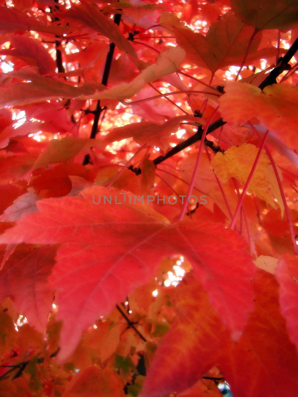 fall leaves by amandaols