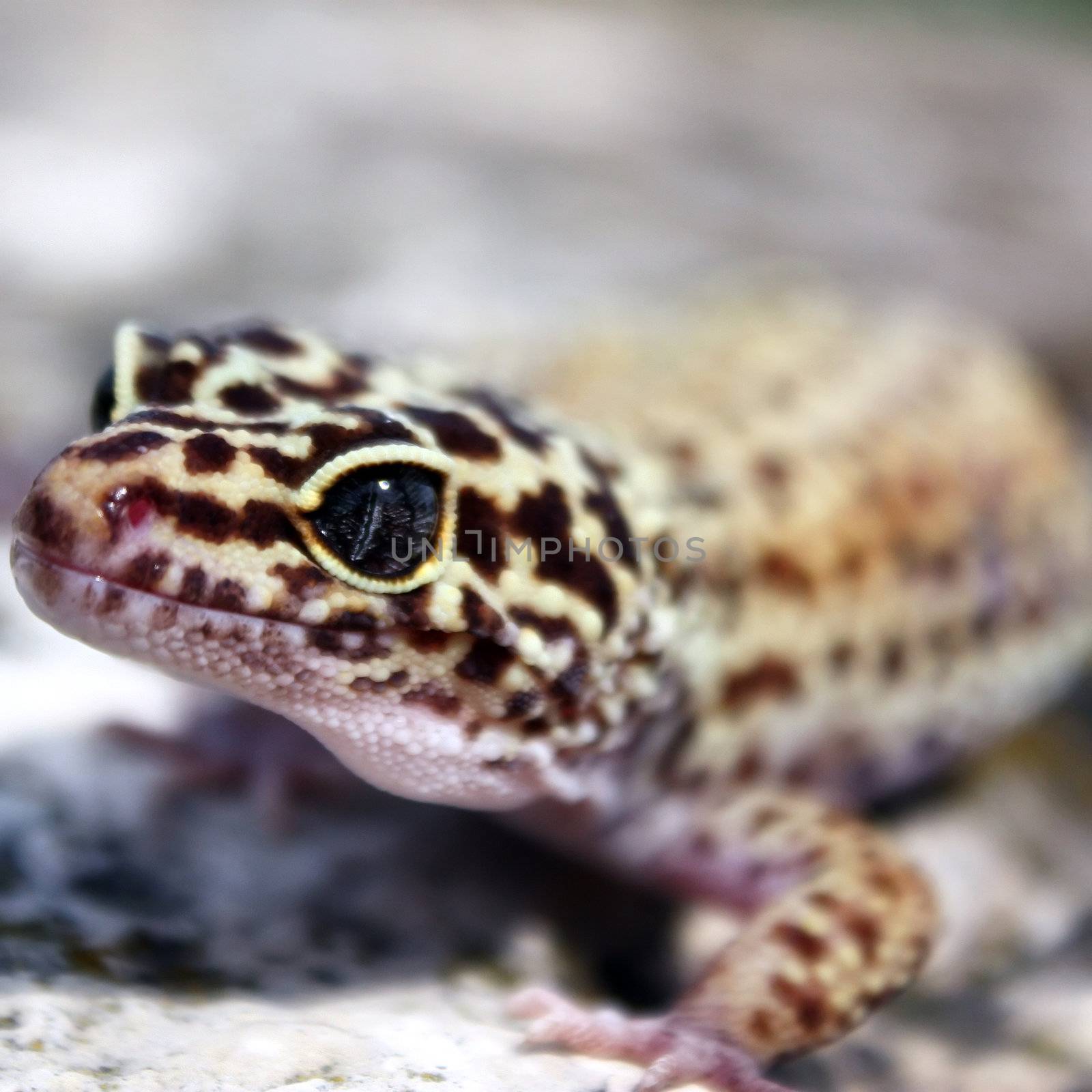 a healthy adult female leopard gecko