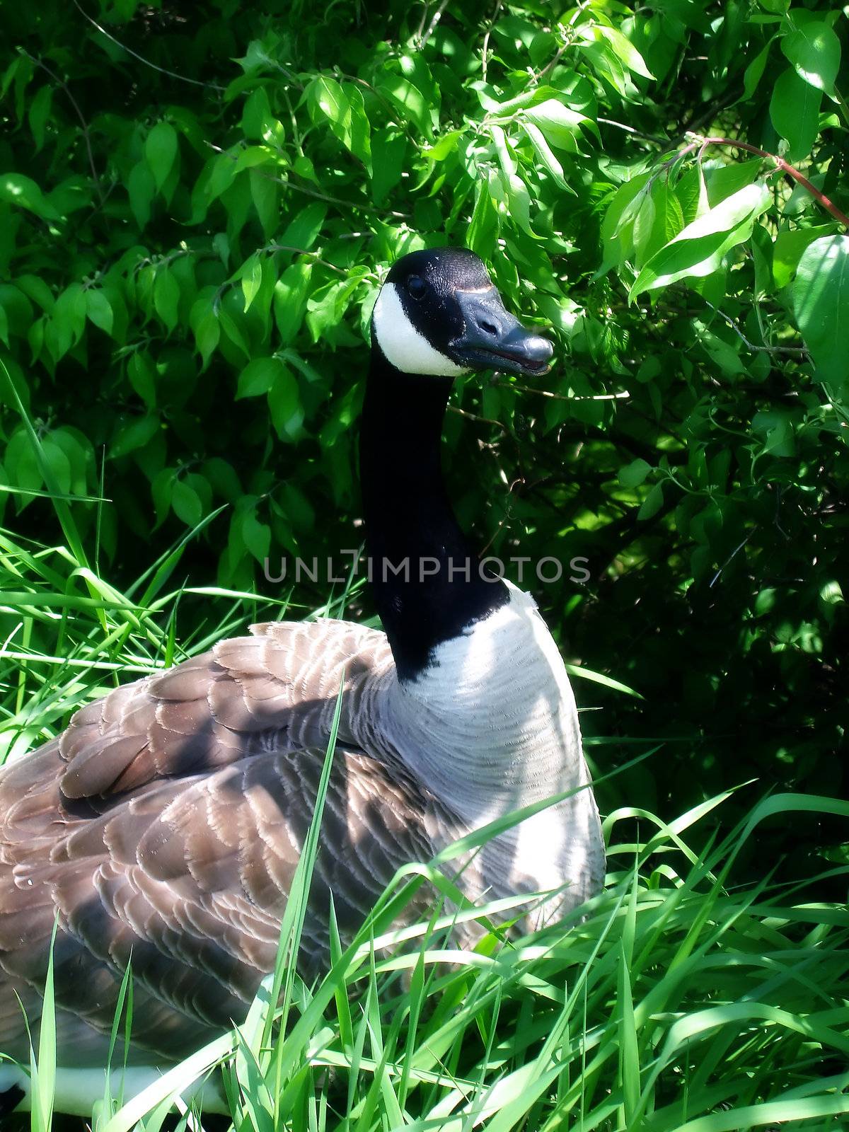 goose by amandaols