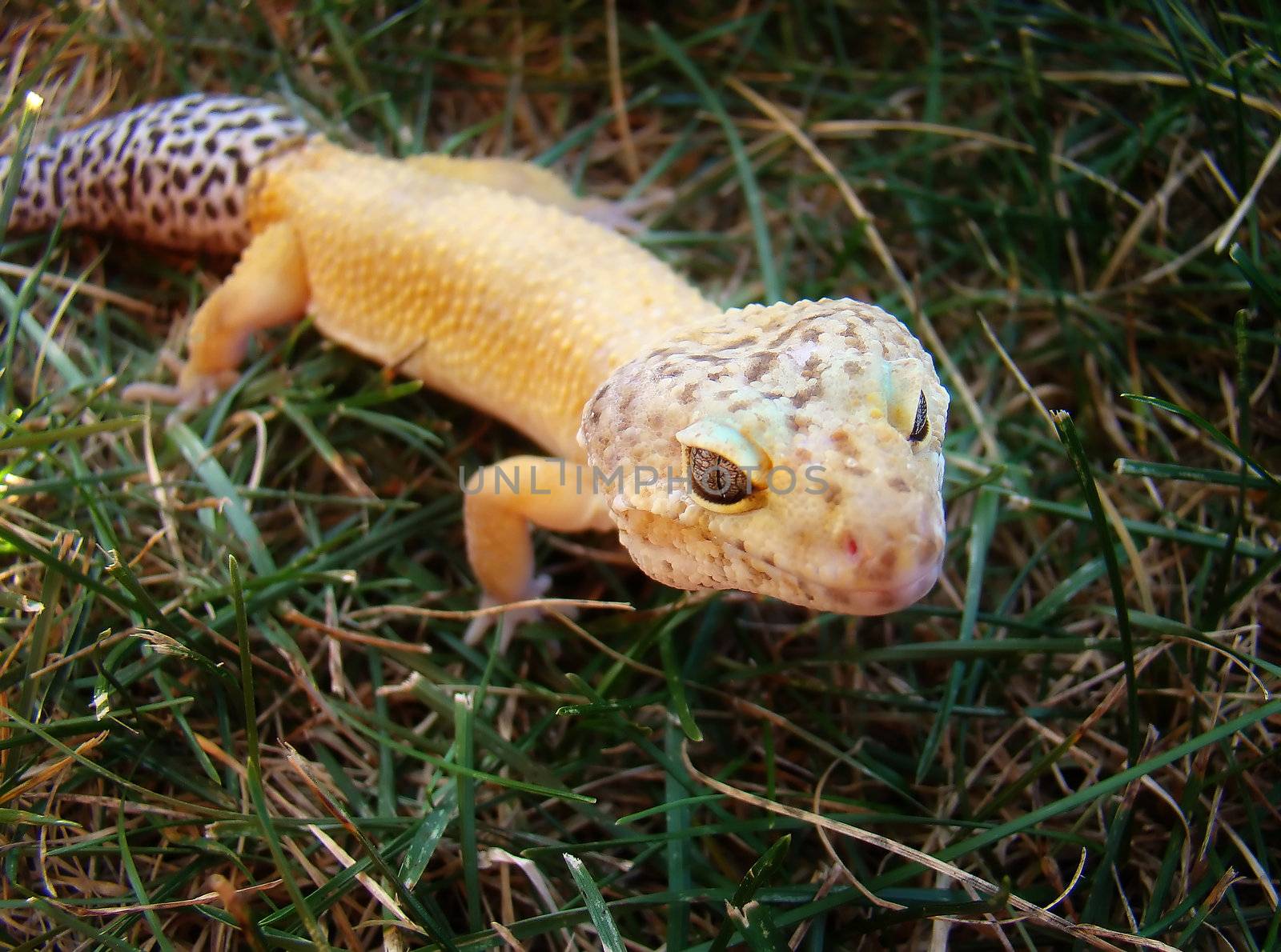 a healthy adult male tangerine leopard gecko