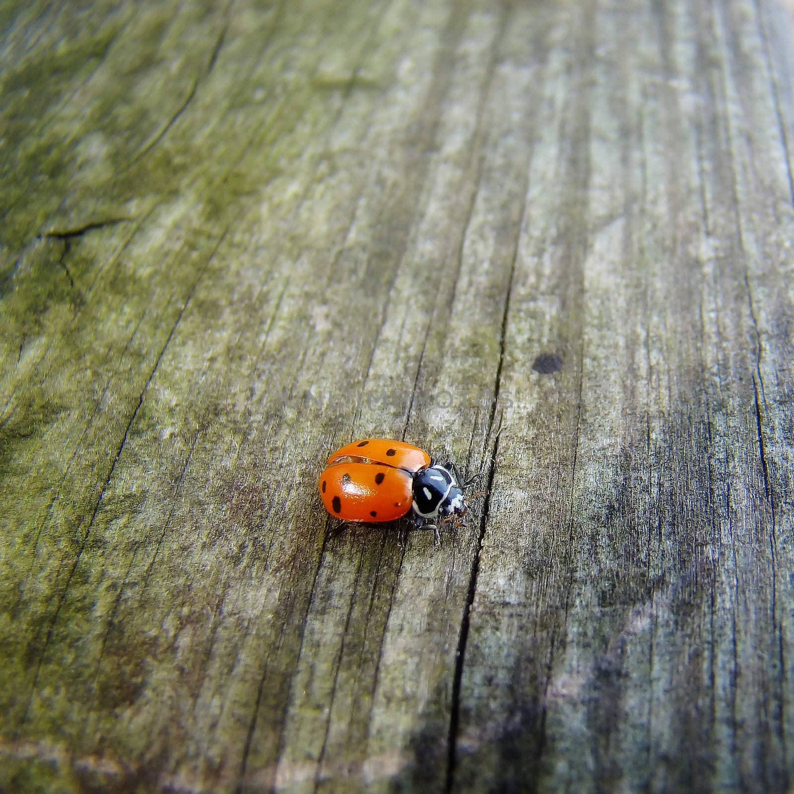 a ladybug hangs out on a slab of wood