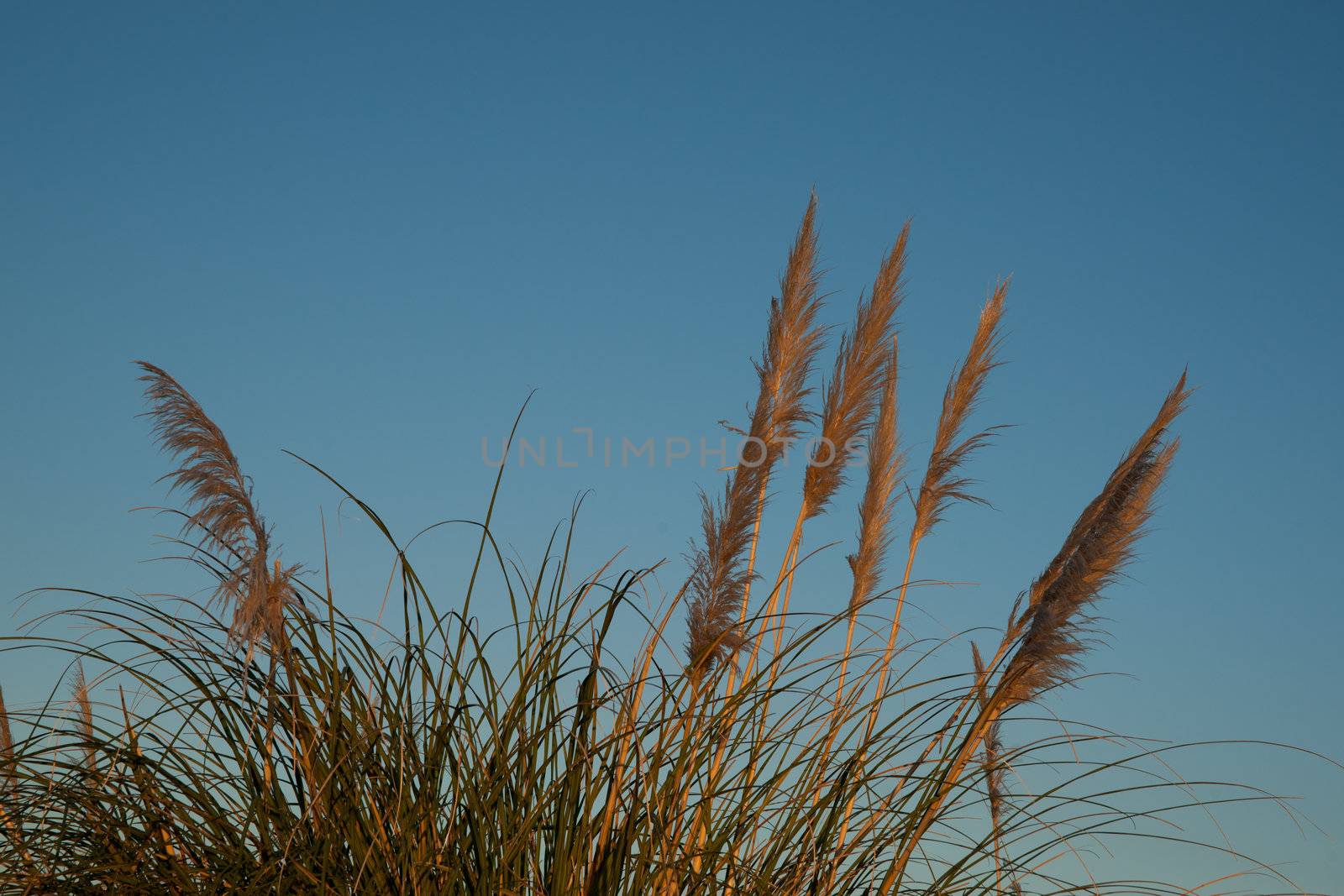 Pampas grass or,Toi toi, fanned against blue sky.